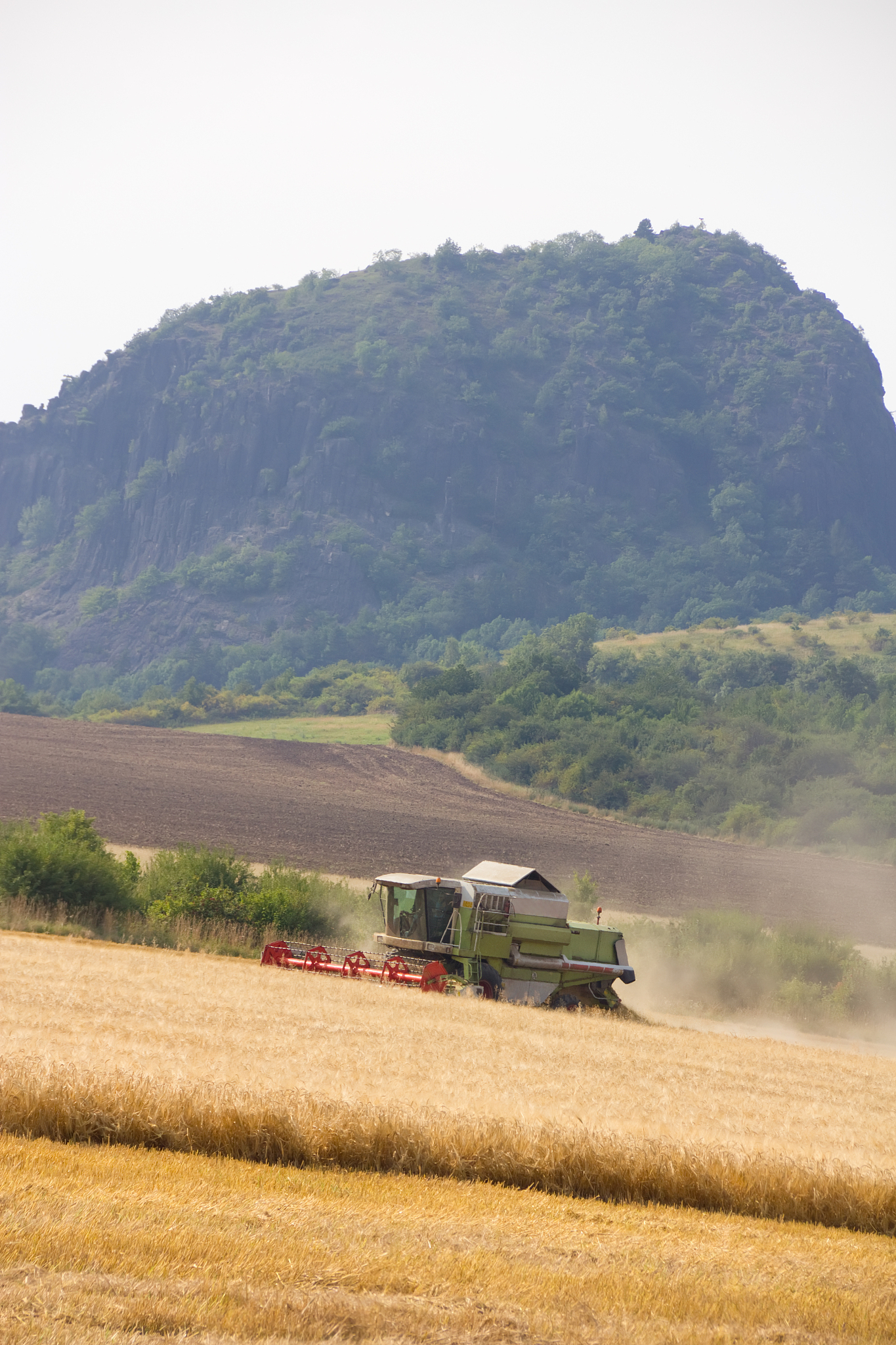 Excessive Planting Density: Impact on Grain Yield and Plant Barrenness