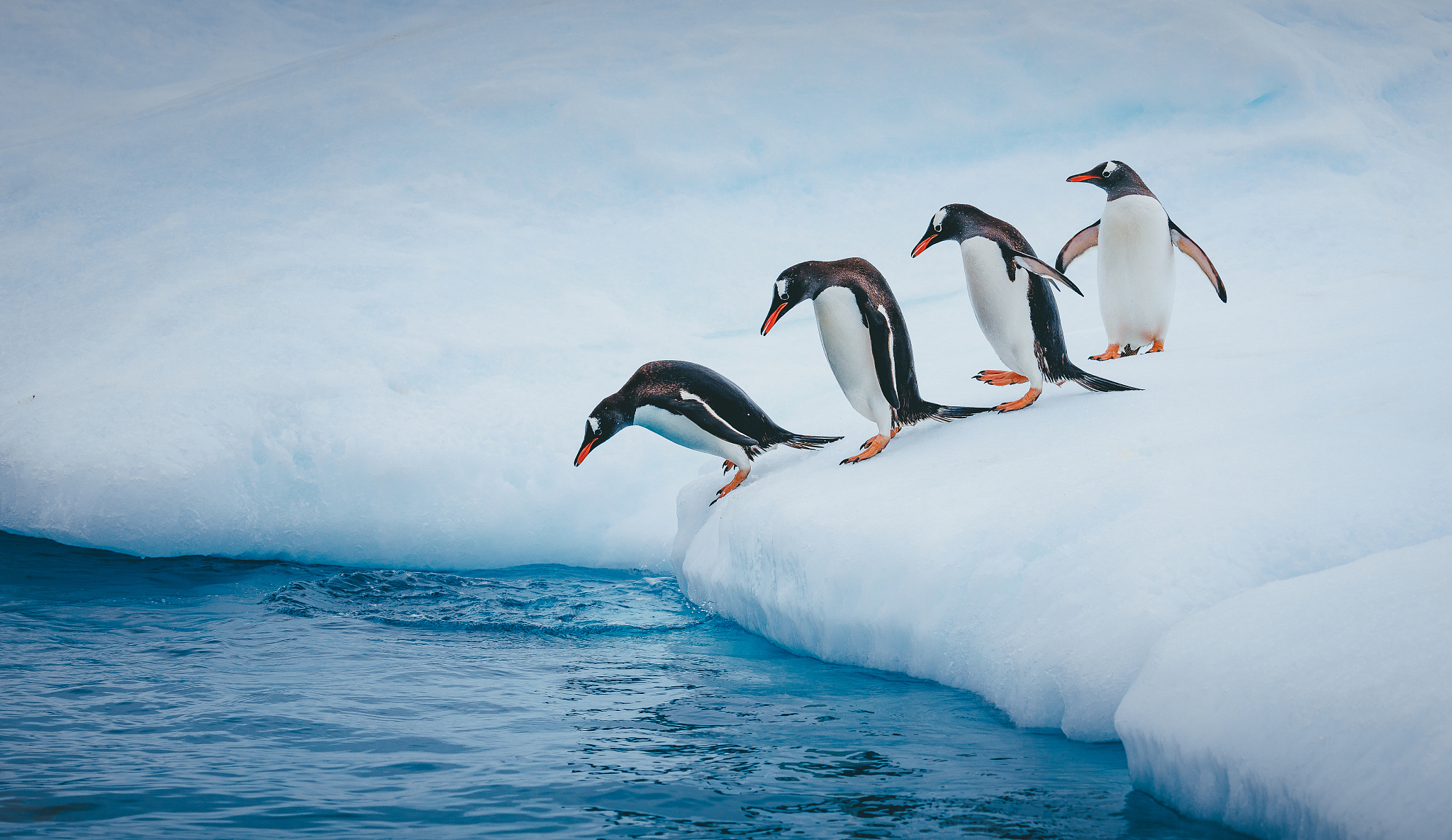 写一篇简介关于一群生活在海边依靠捕鱼为生的动物角色