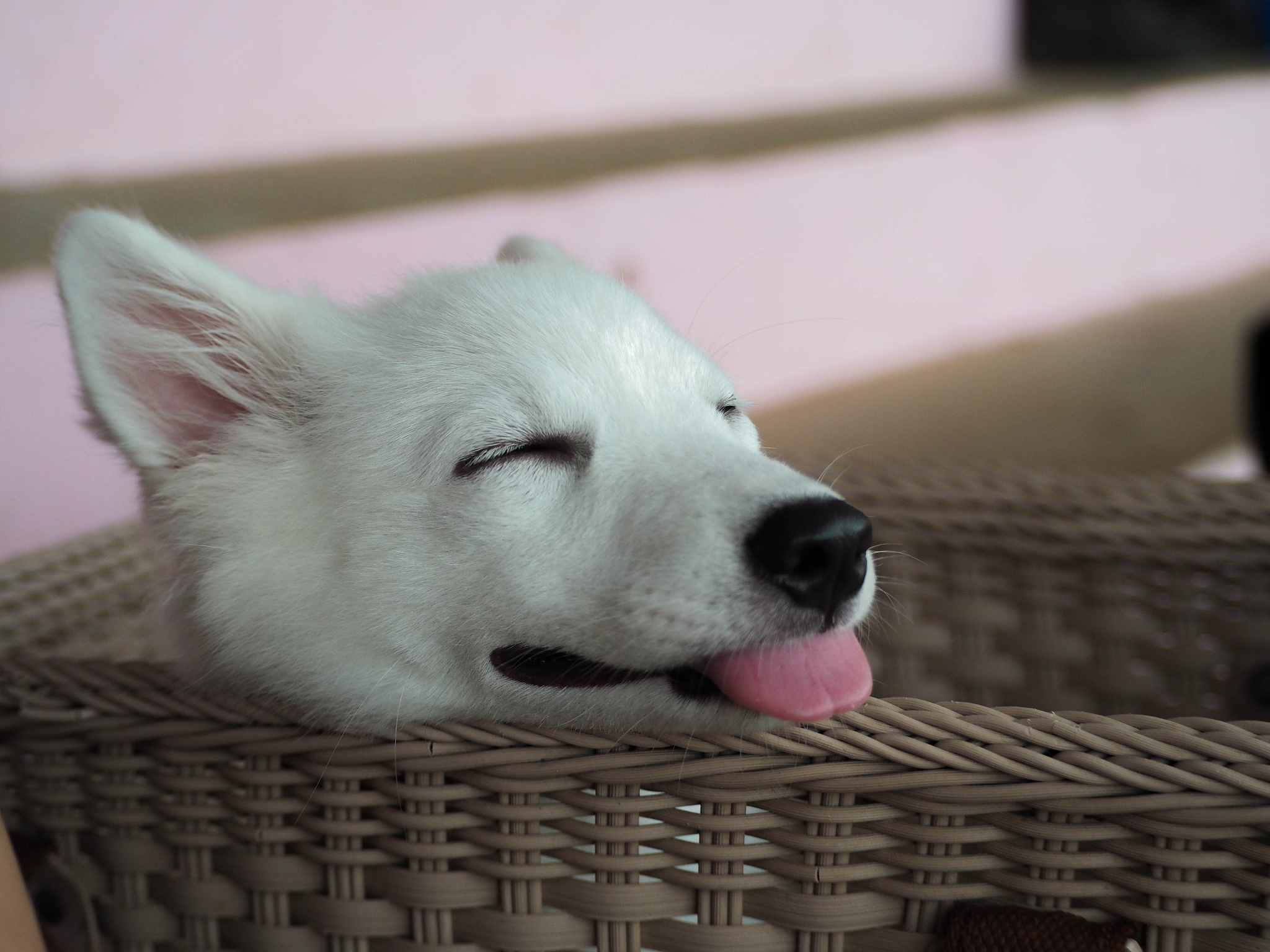 写一篇关于搞笑的短视频文案