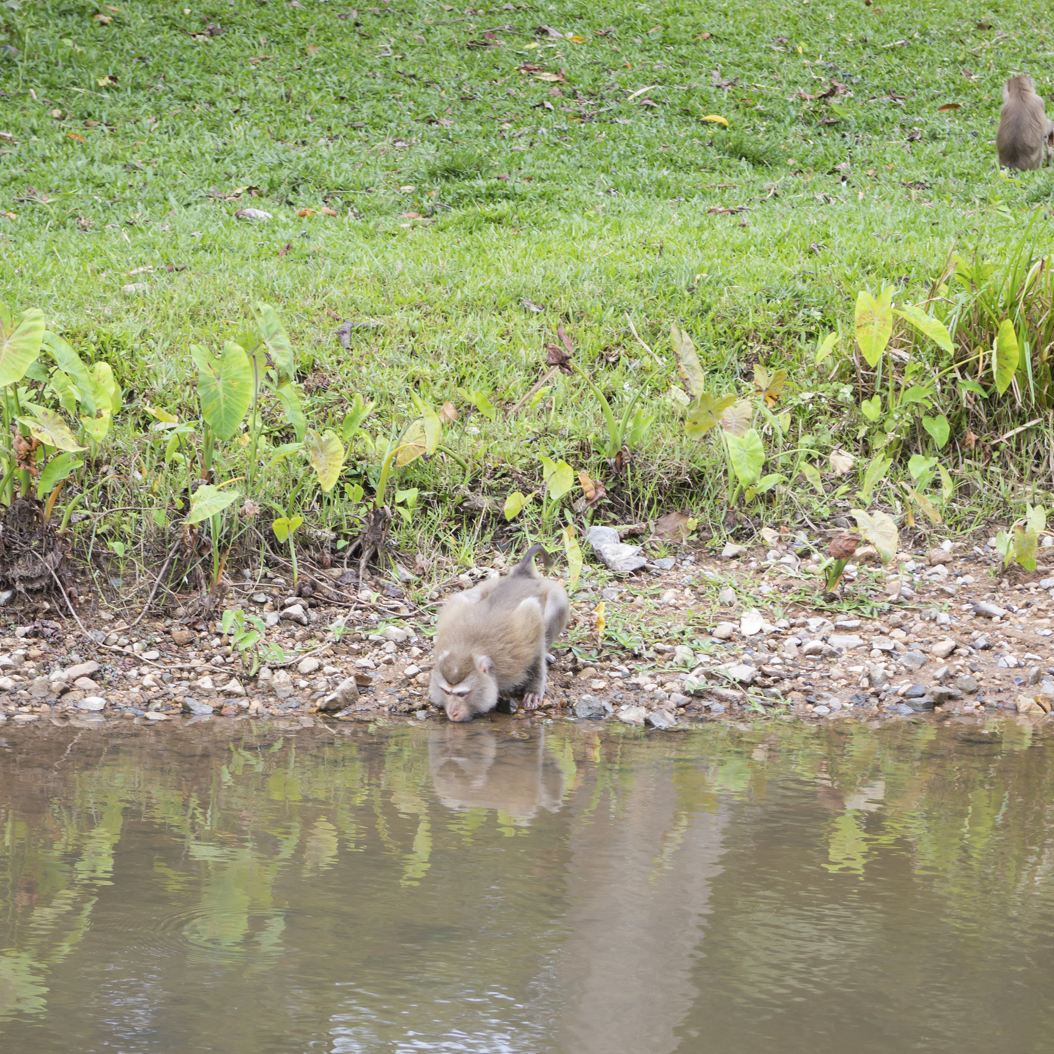 动物福利与人类健康：从农场到宠物的改善措施