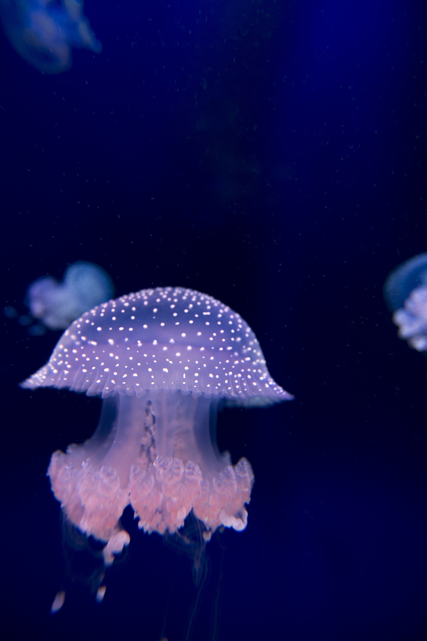 jellyfish floating in water