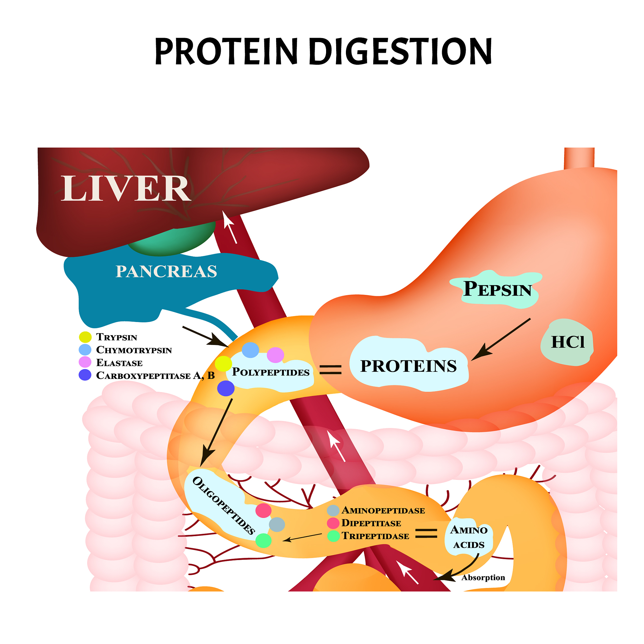 Cell Metabolism 期刊：细胞代谢与能量调控研究的领先平台