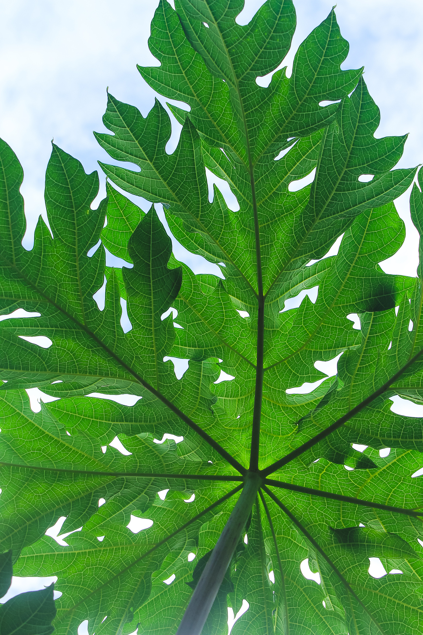 papaya leaf