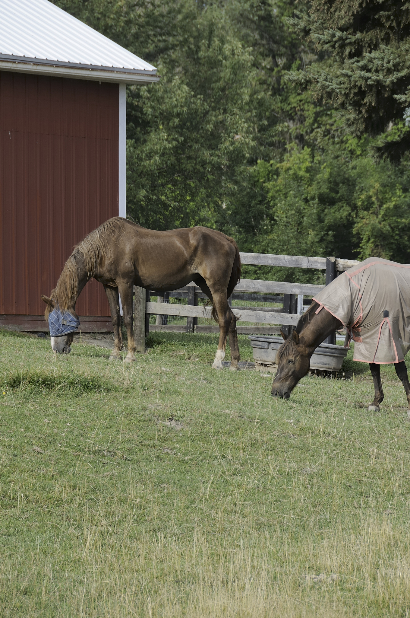 horses grazing