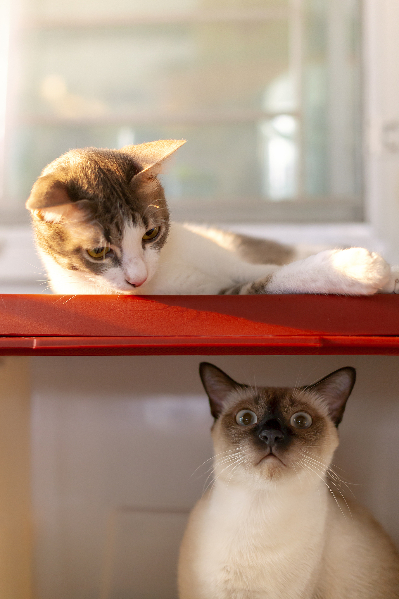 猫叫声的秘密：丰富多变的喵叫解读