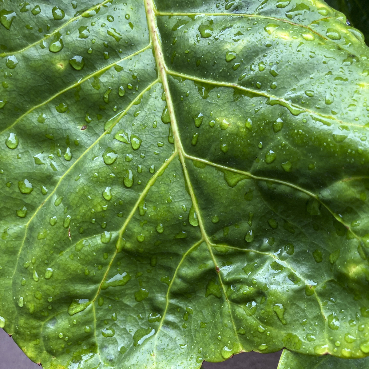 干旱环境下，植物叶脉致密的原因