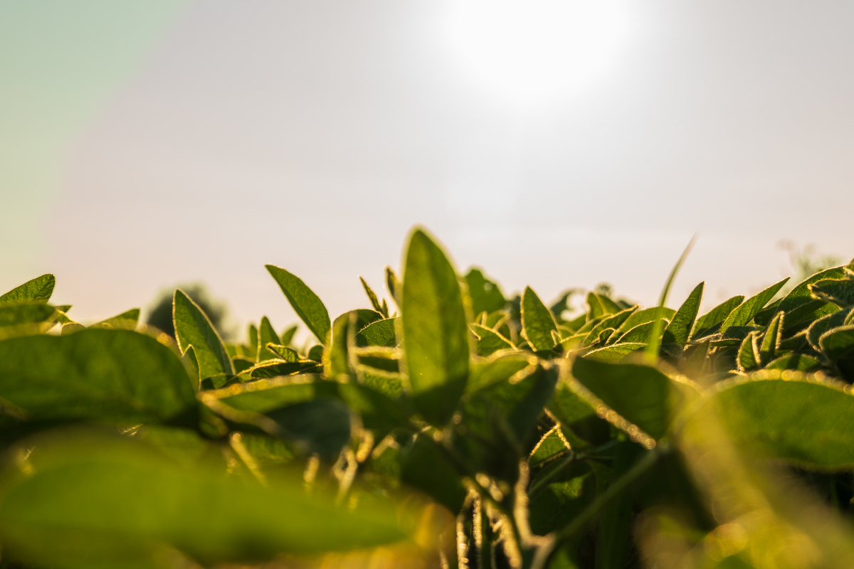 阳光的两种用法：现实和比喻