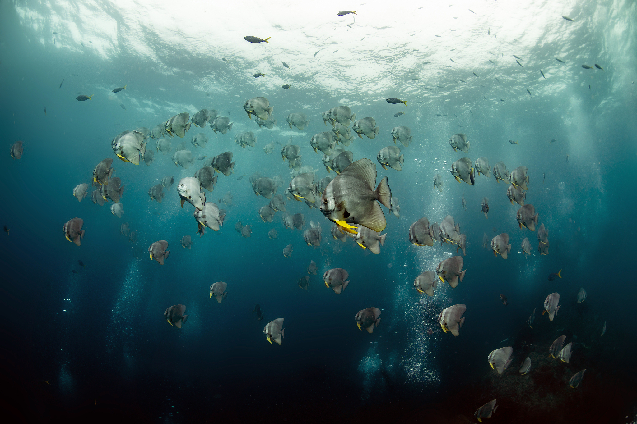 海洋生态系统:生物多样性和环境重要性 海洋生态系统:生物多样性和环境重要性