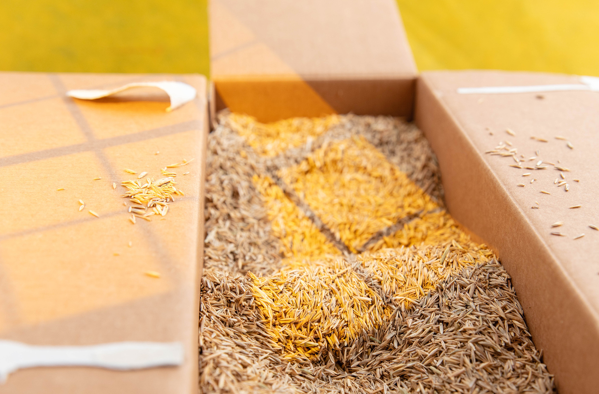 grass seed