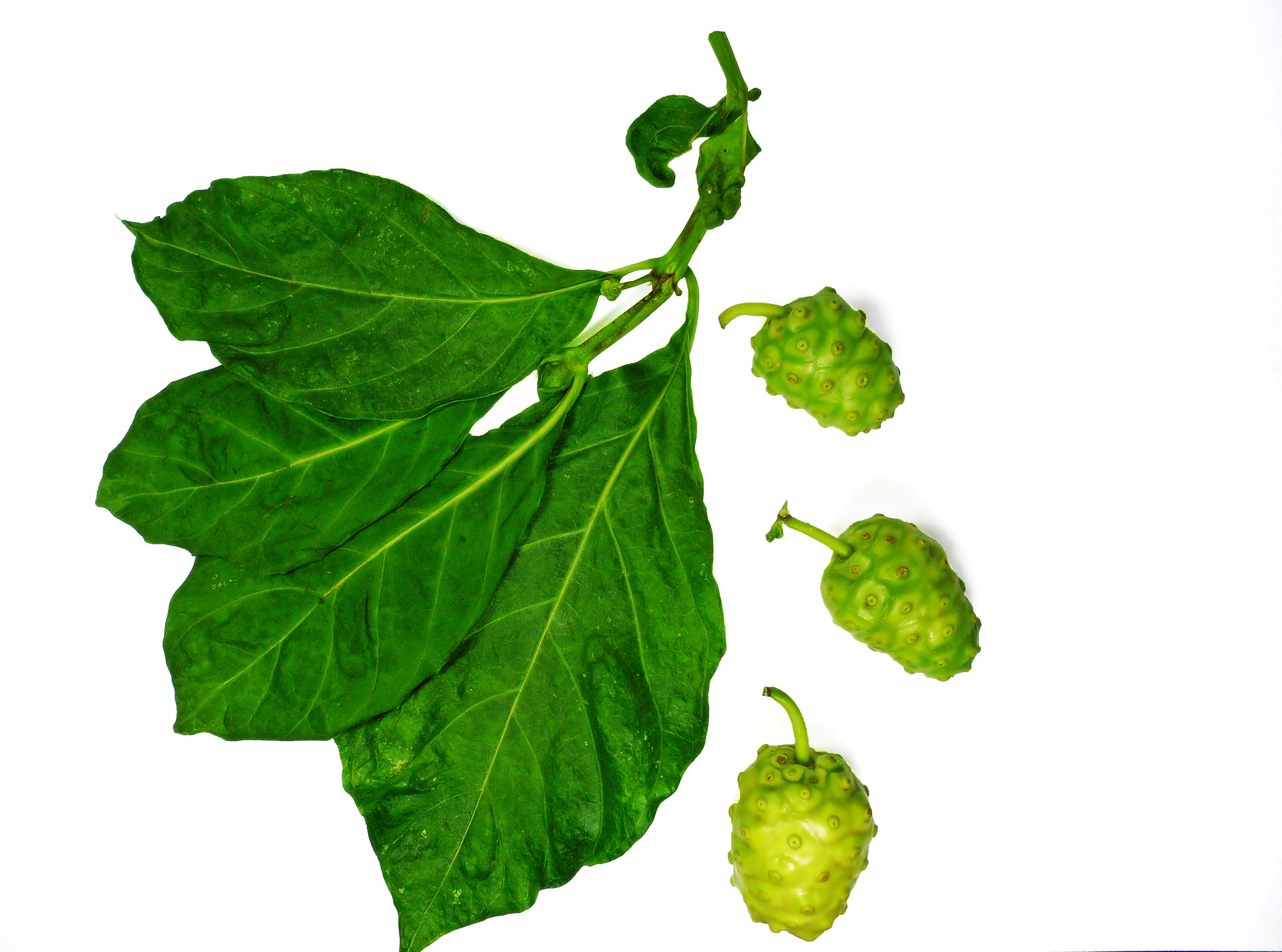 诺丽果抗癌功效：真相揭秘