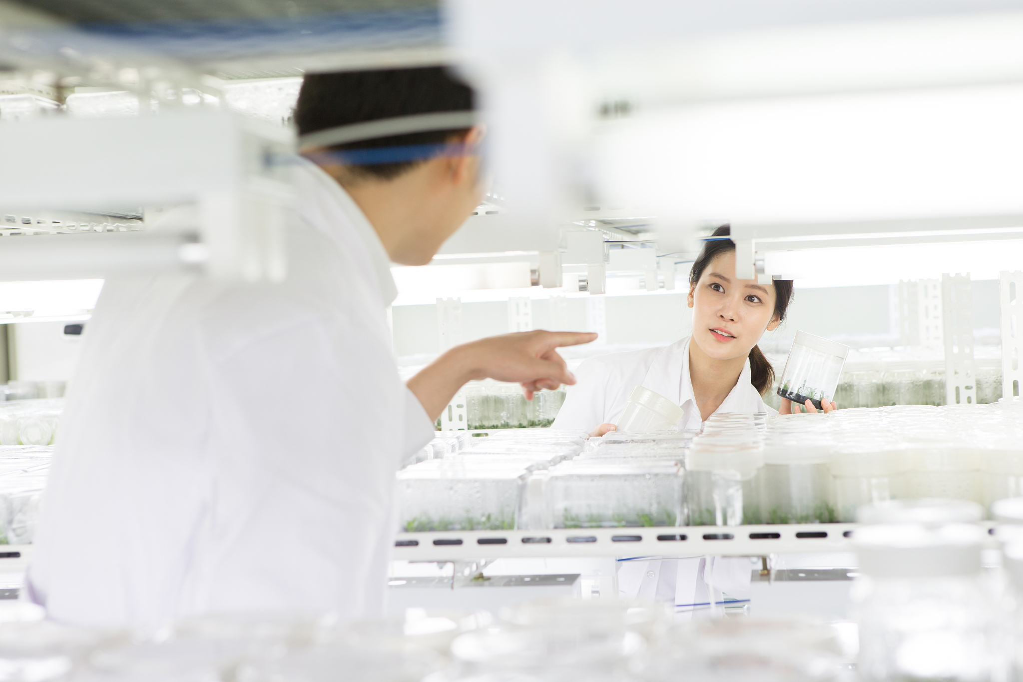 小麦抗旱研究：文献综述与未来方向