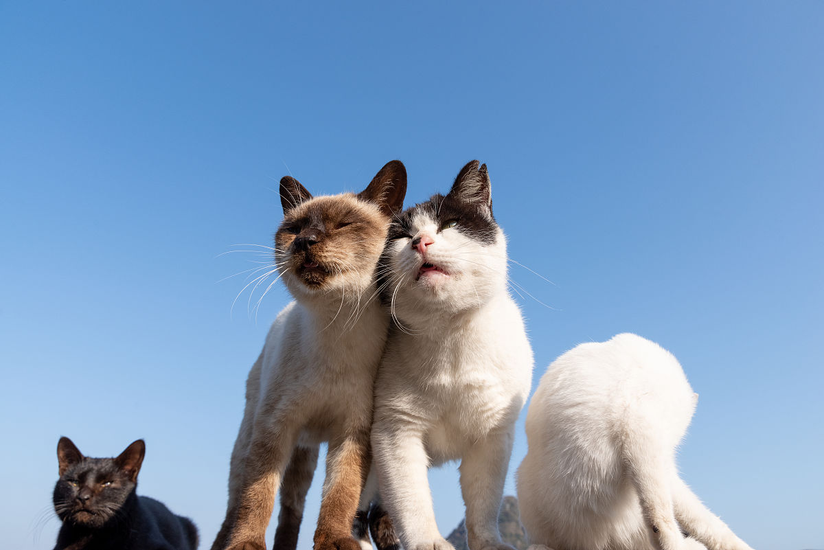 宠物猫眼中的主人：食物、庇护和亲密朋友
