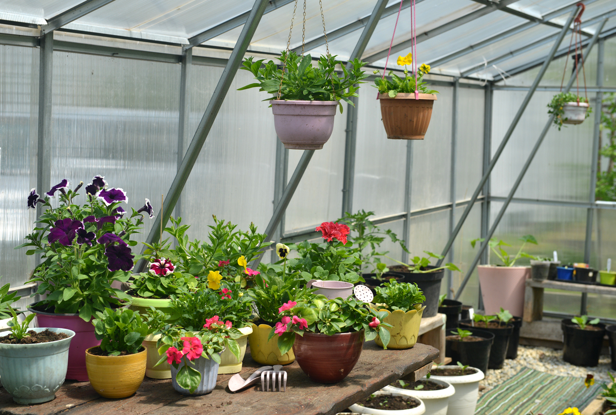 北京幼儿园屋顶露台种植花卉指南：安全、易养、观赏性强