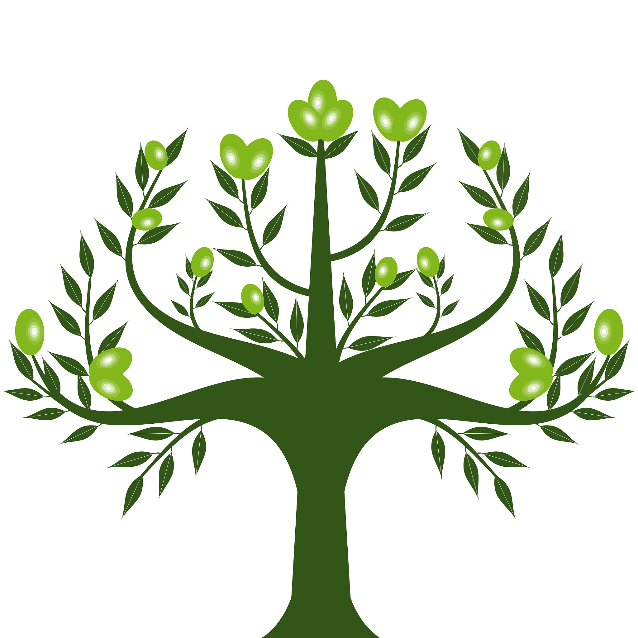 olive tree