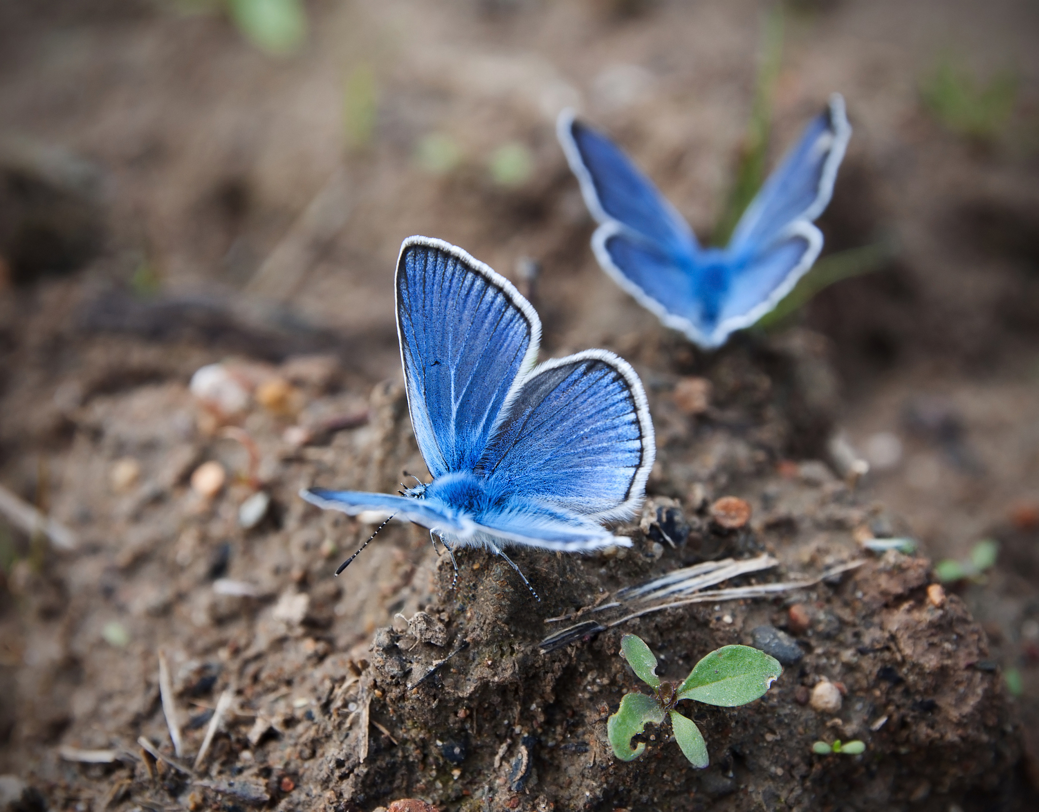 蓝色妖姬为什么出名？
