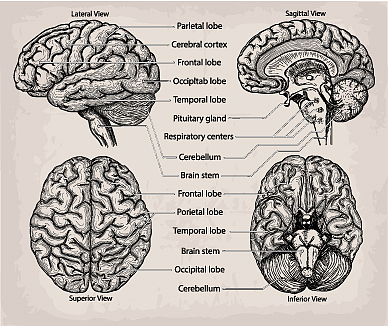 尾状核头部翻译：Caput Nuclei Caudati