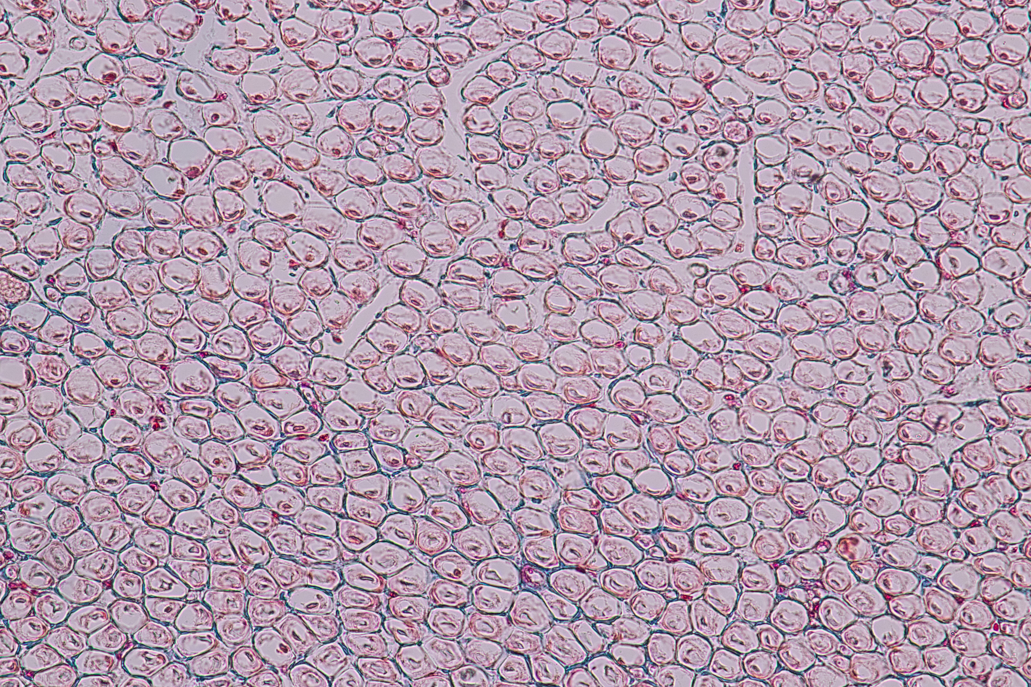 透射电镜观察内质网指标及统计作图方法