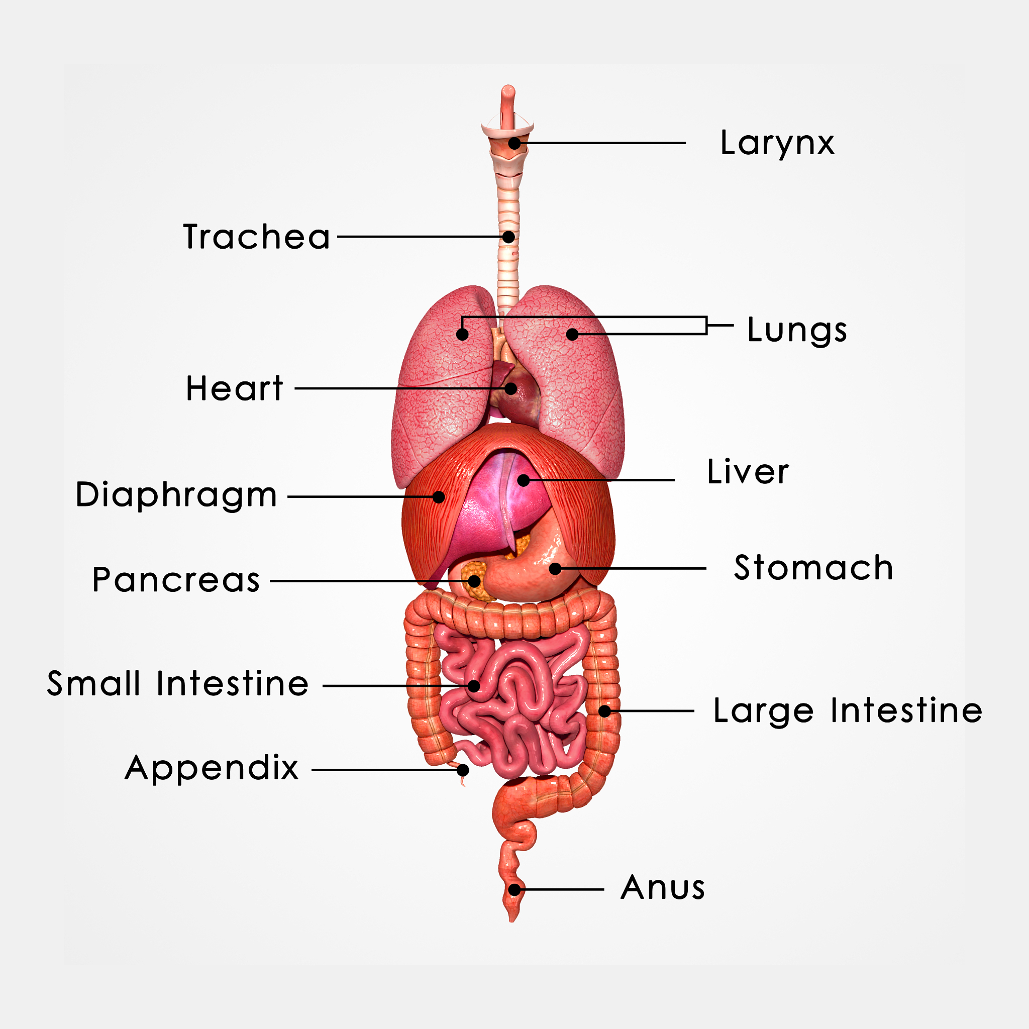 请问营养胃的五条动脉