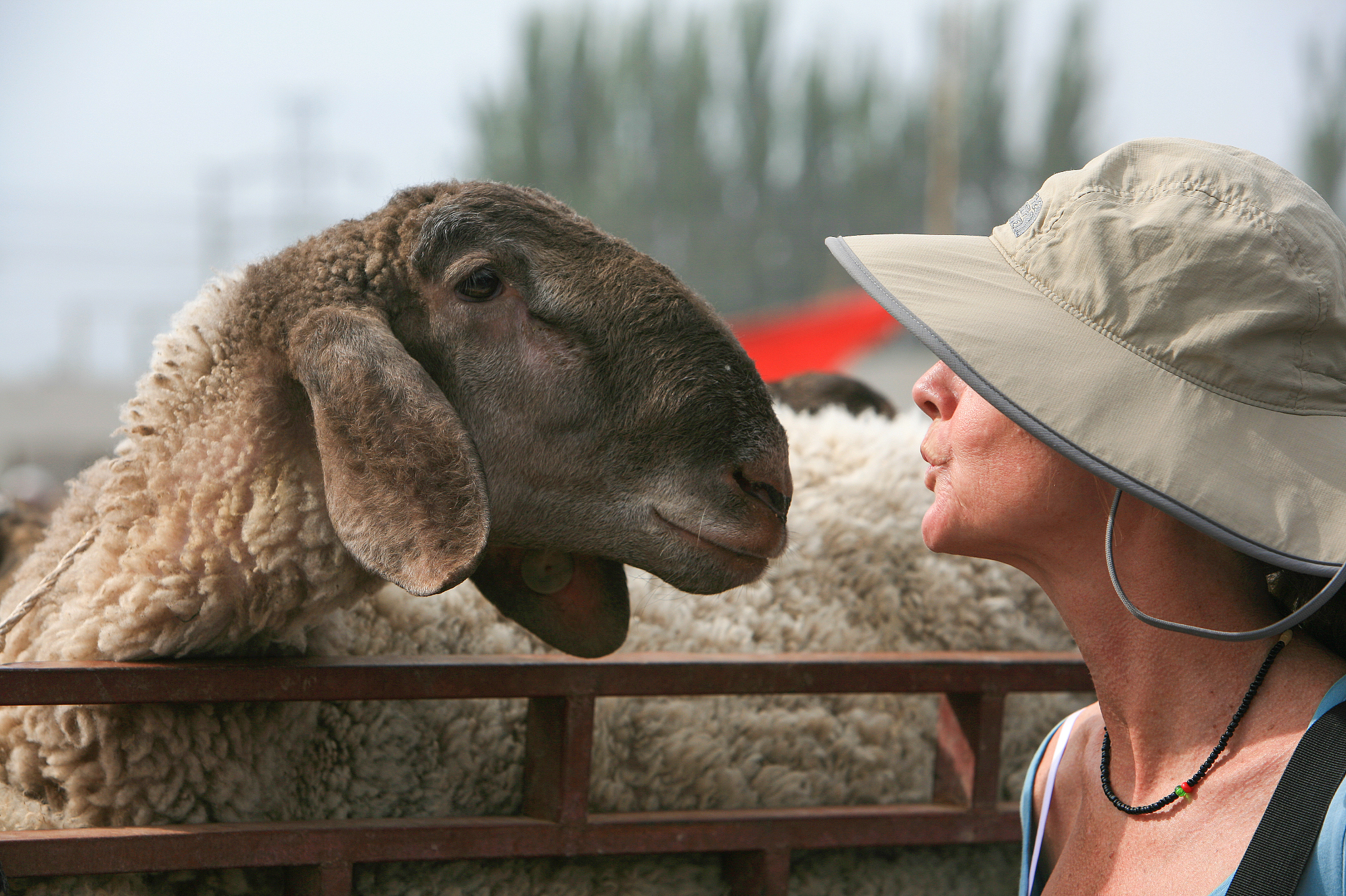 假如我是一只动物：探索奇妙动物世界