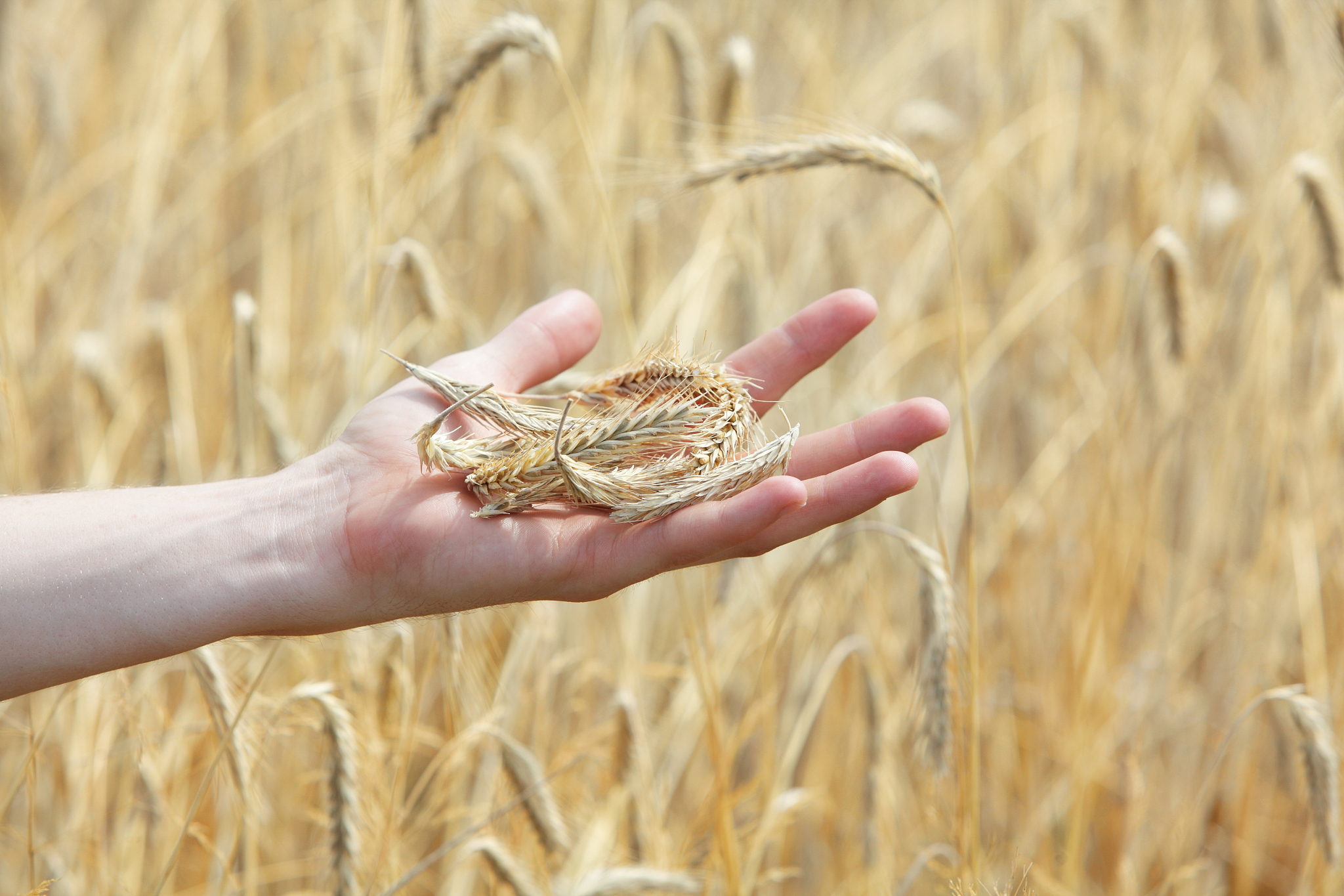 以转基因大豆为例进行风险评估