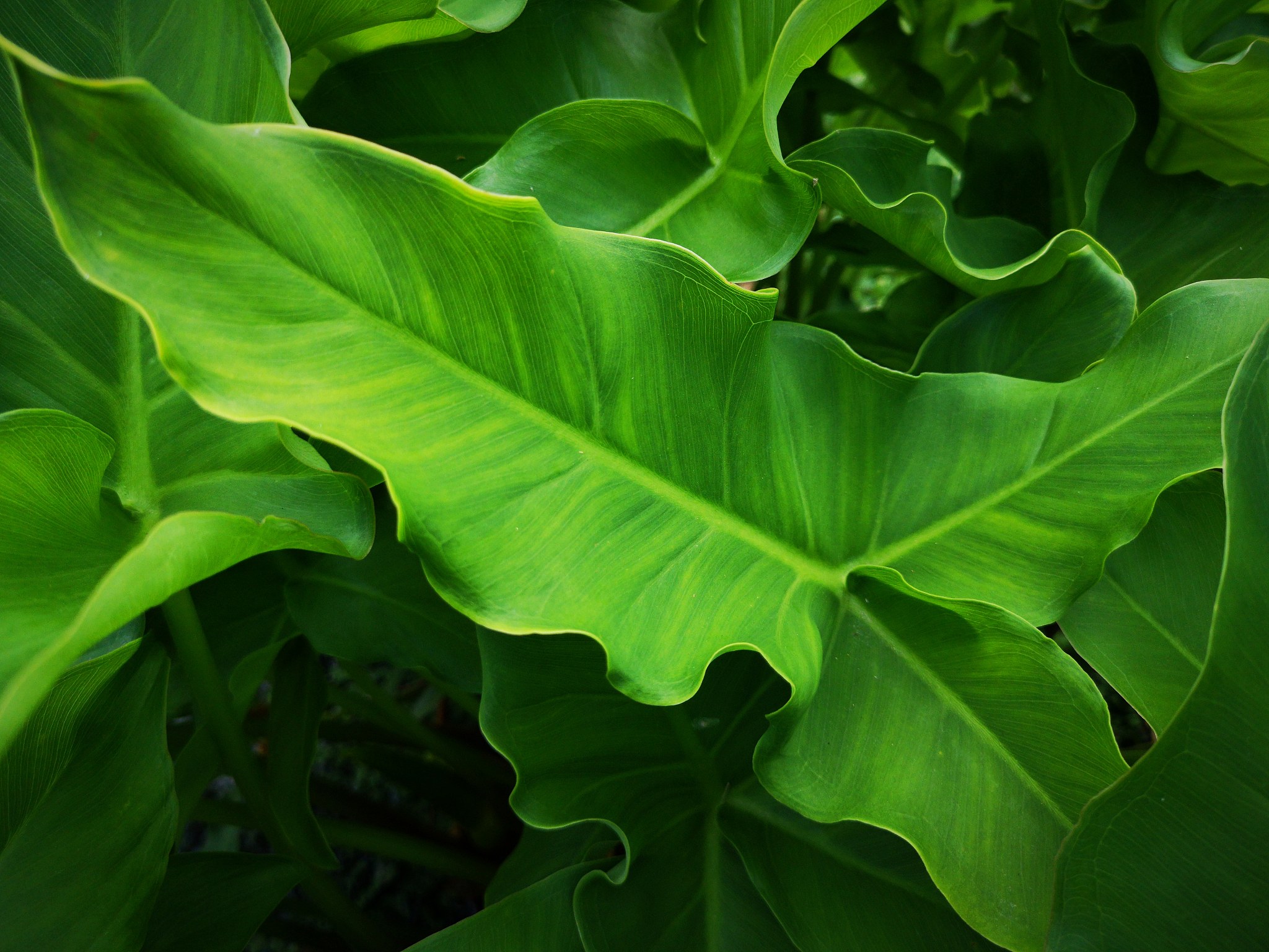 close-up of green leaves
