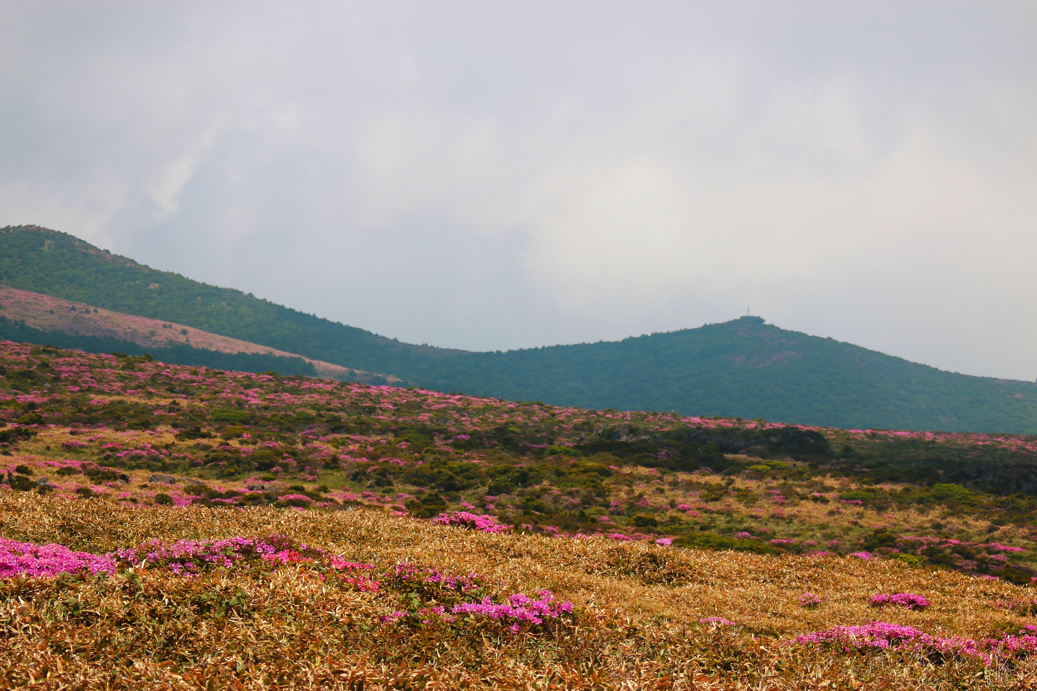 hallasan, mountain, mountain, mountain, forest, mountain, forest