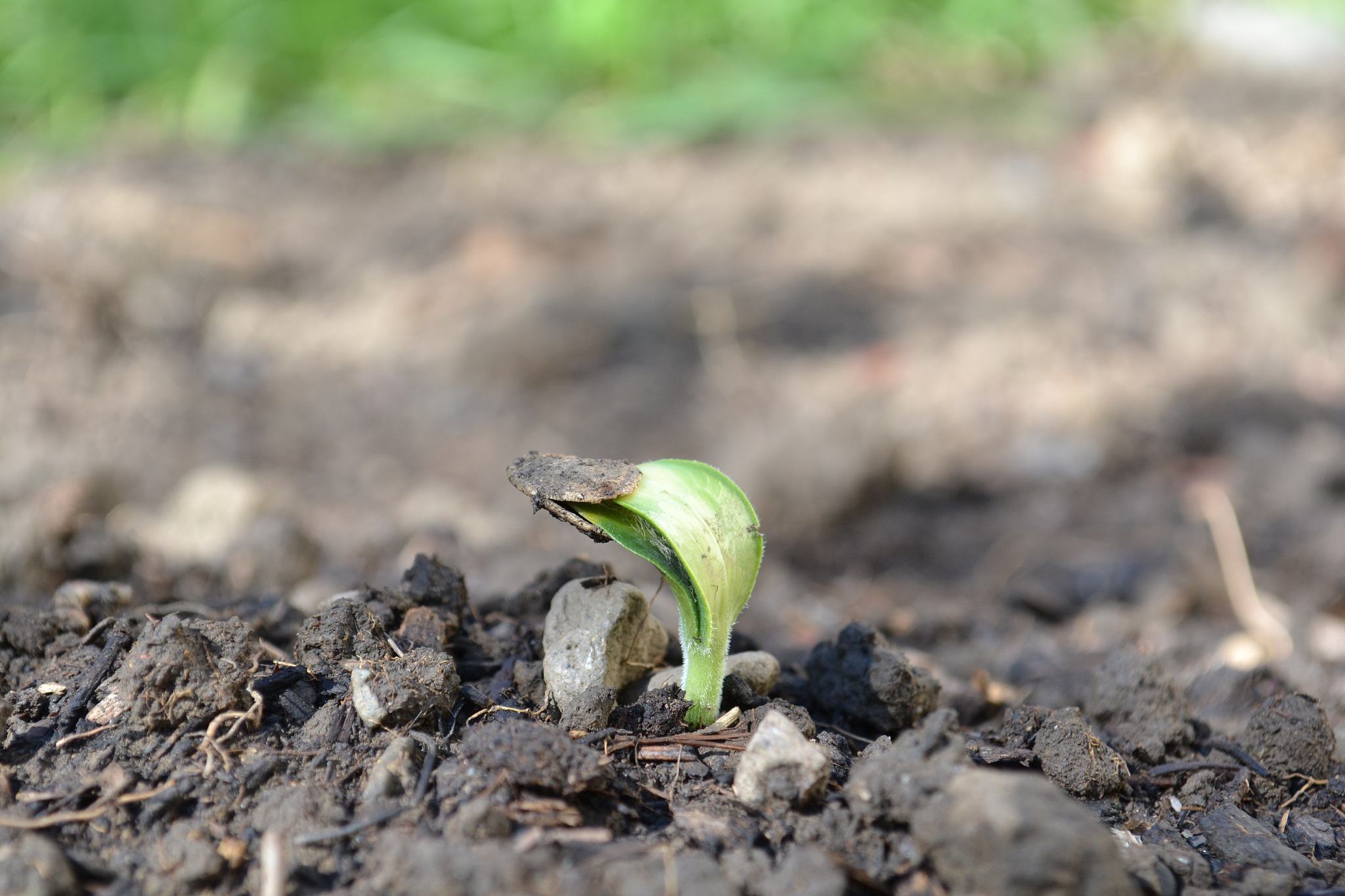 租借女友 男主麻美交往时间 | 空之境界 两仪式眼睛能力 | 机动战士高达SEED 抱妹杀敌