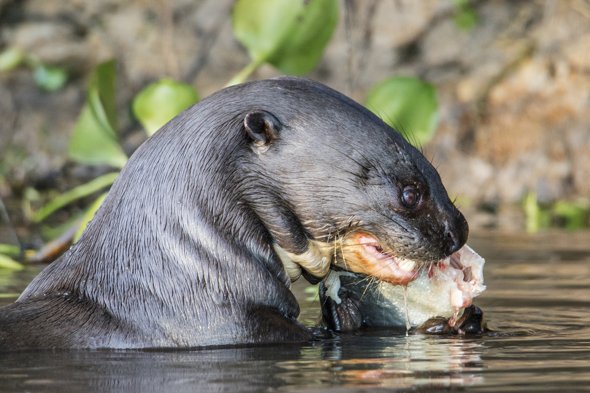 giant otter eating a fish close-up