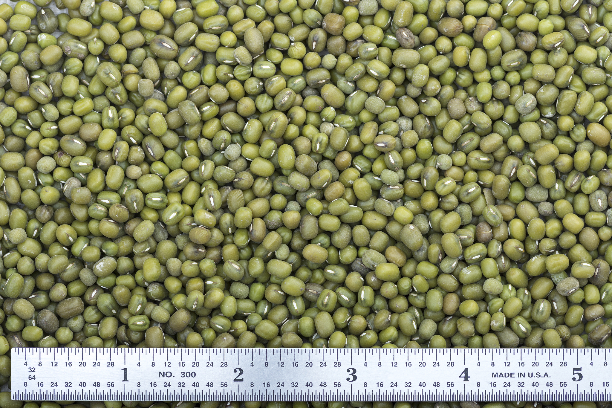 measurement of mung beans