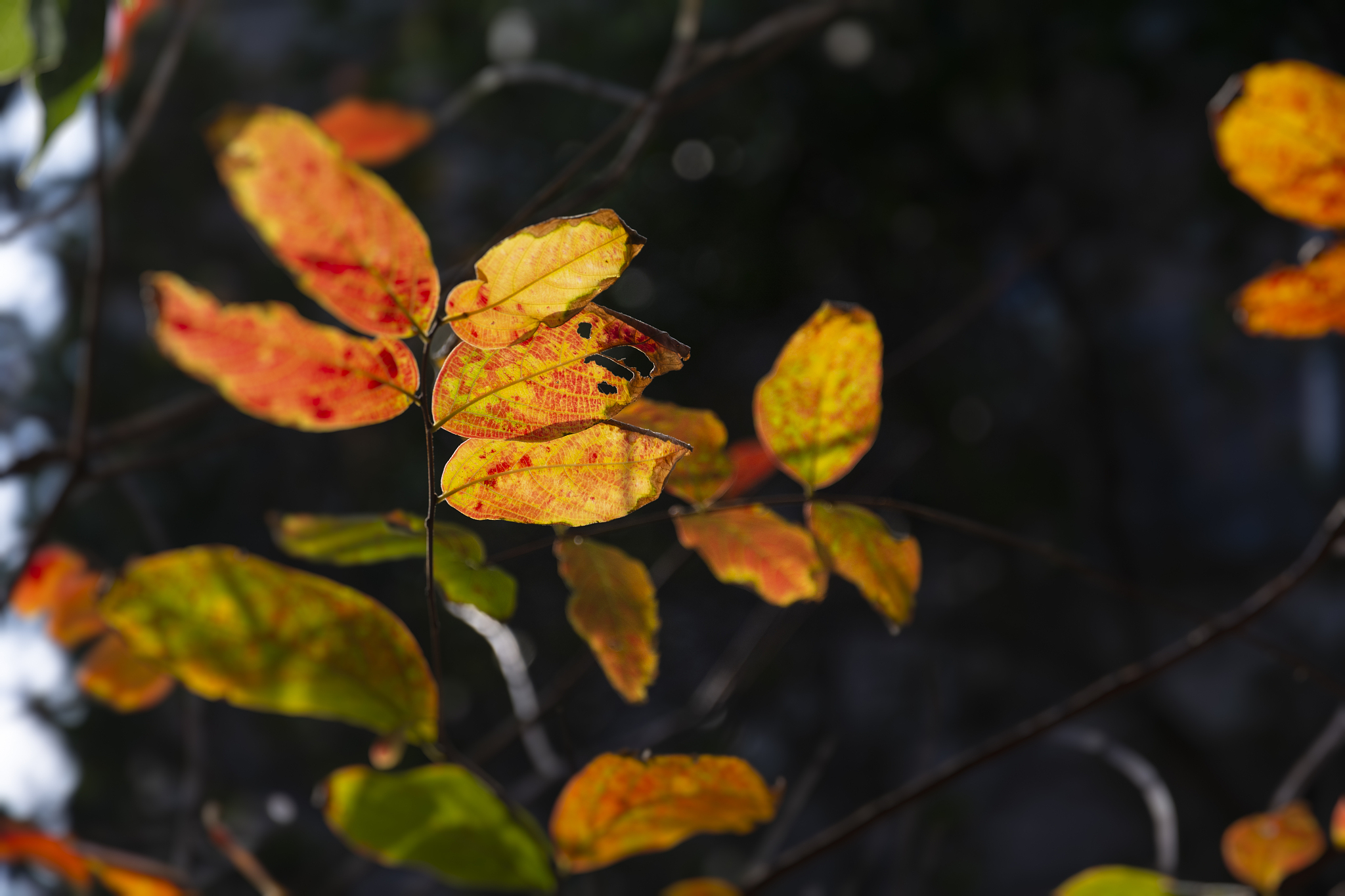 美丽的秋景 写一篇300字小学作文