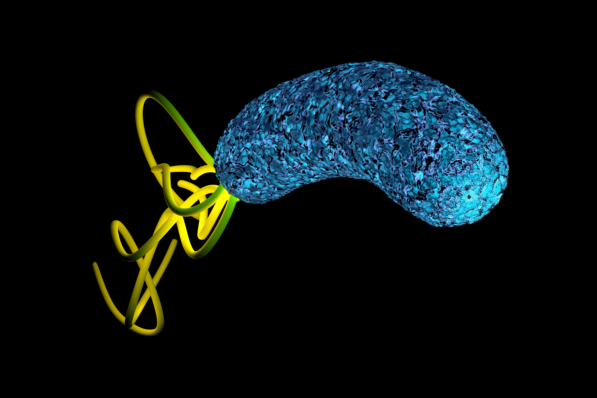 幽门螺旋杆菌会致癌吗？无症状需要治疗吗？