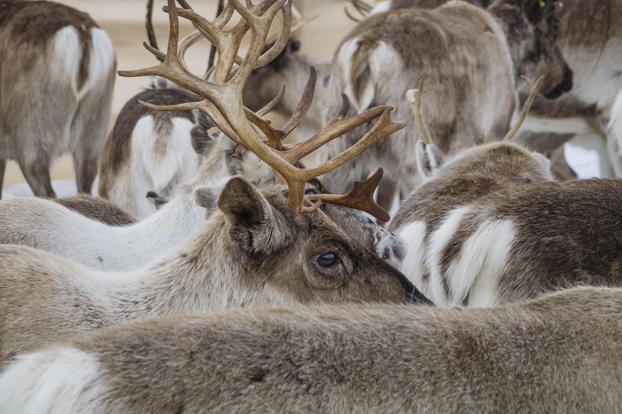 reindeer herd round-up,  lapland, sweden