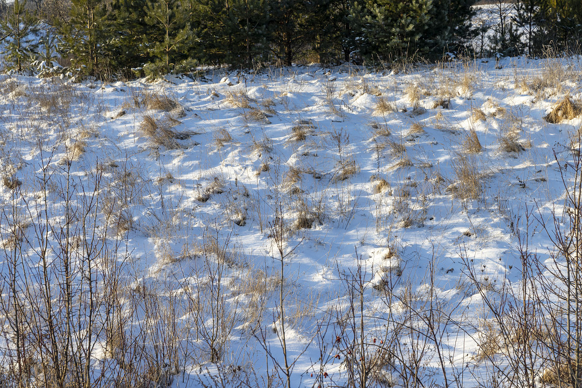 查找几篇像《白桦》一样风格的现代诗
