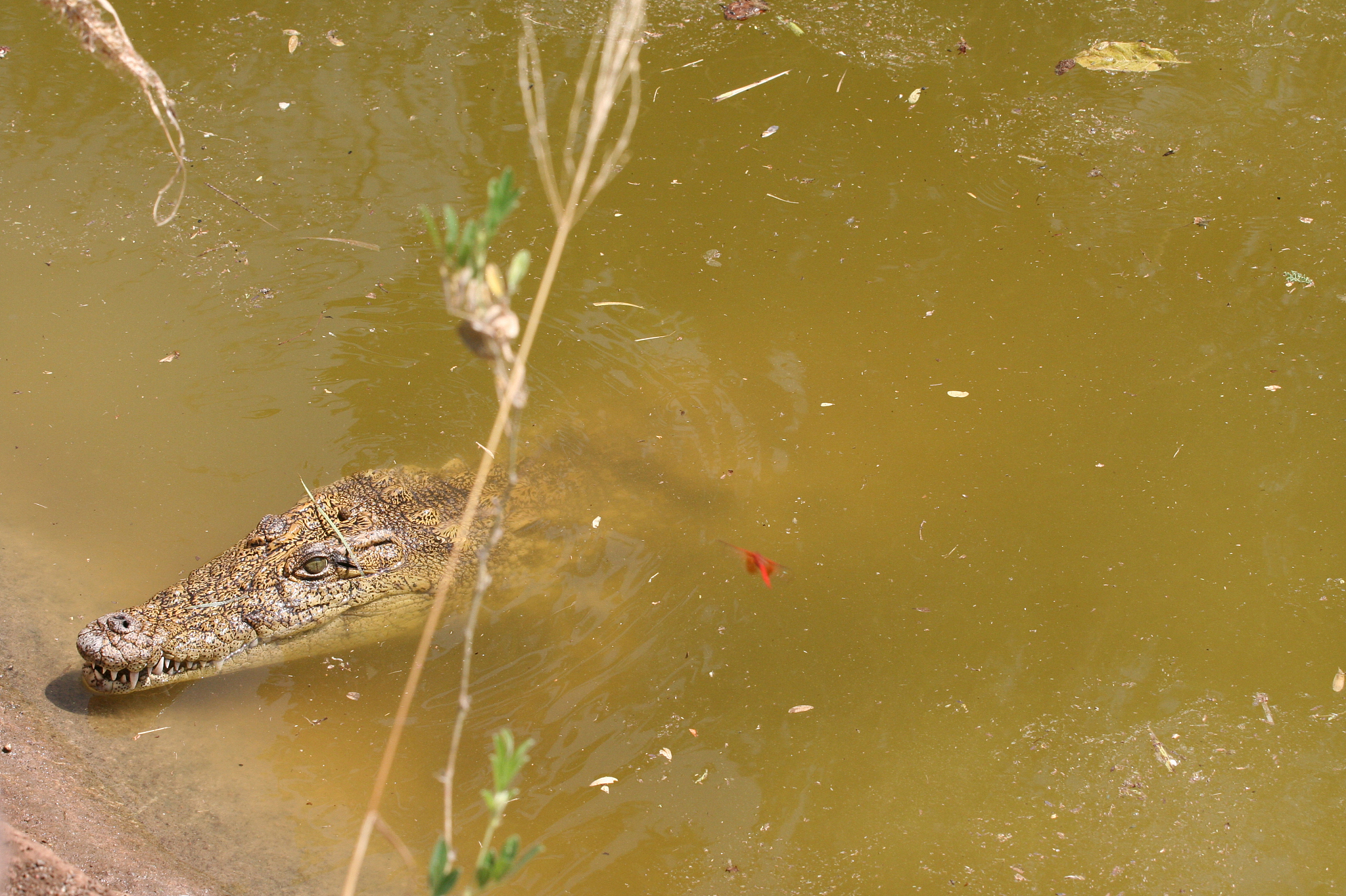 泥鳅诗歌：水中精灵的优雅与勤劳