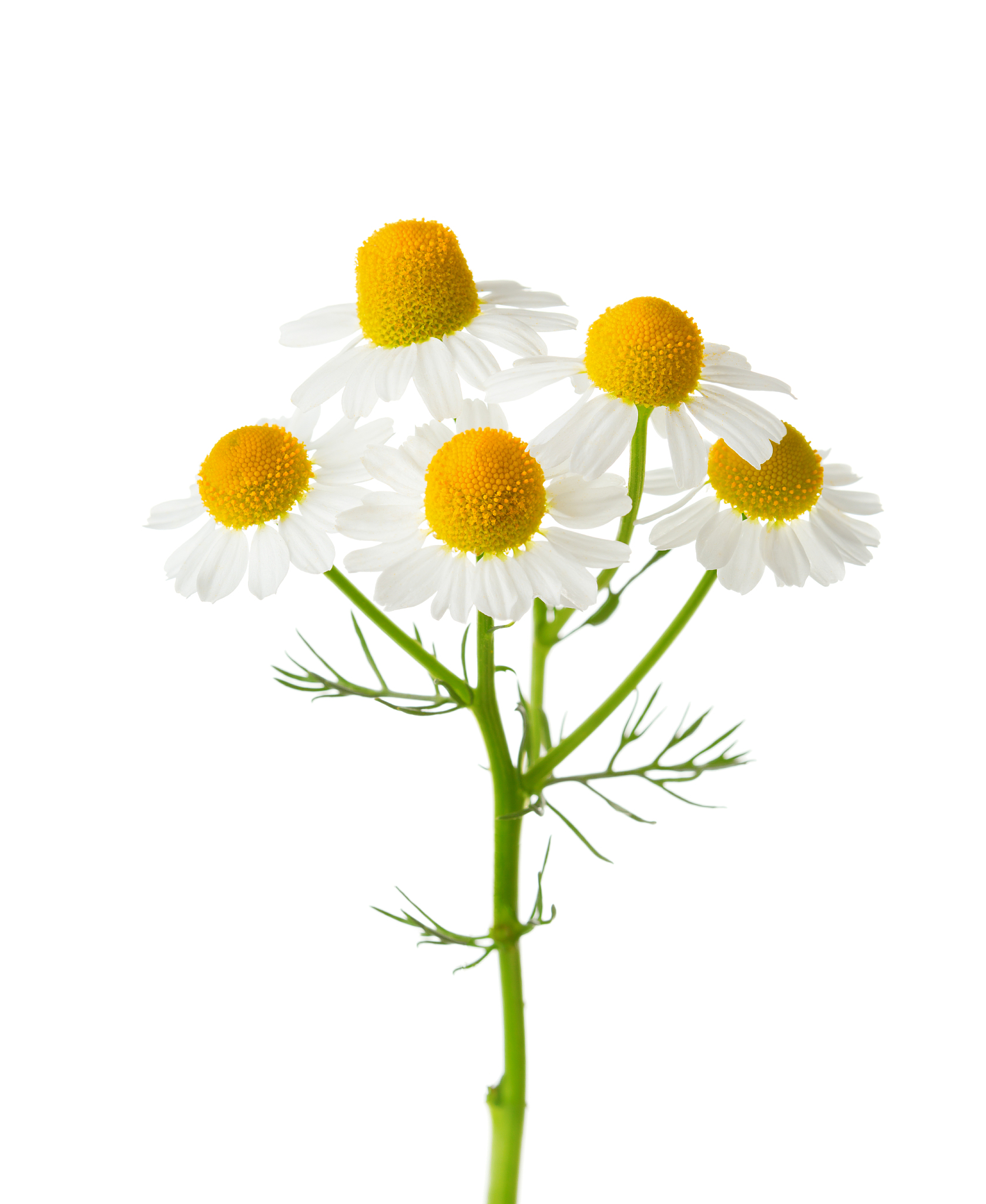 分离着色,白色背景,甘菊花,甘菊,茼蒿菊,数字<strong>5</strong>,健康保健,药,自然美