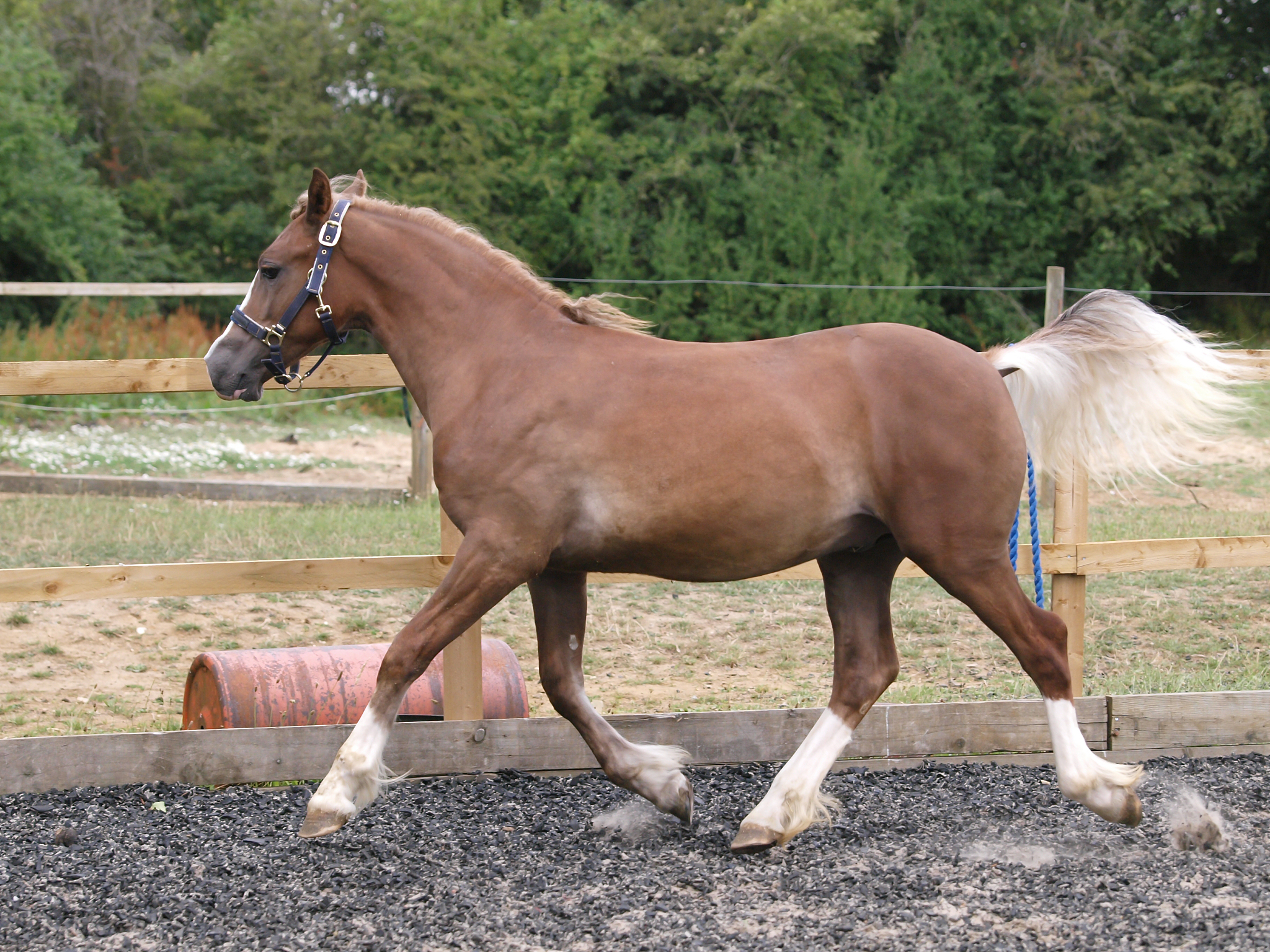 young horse playing