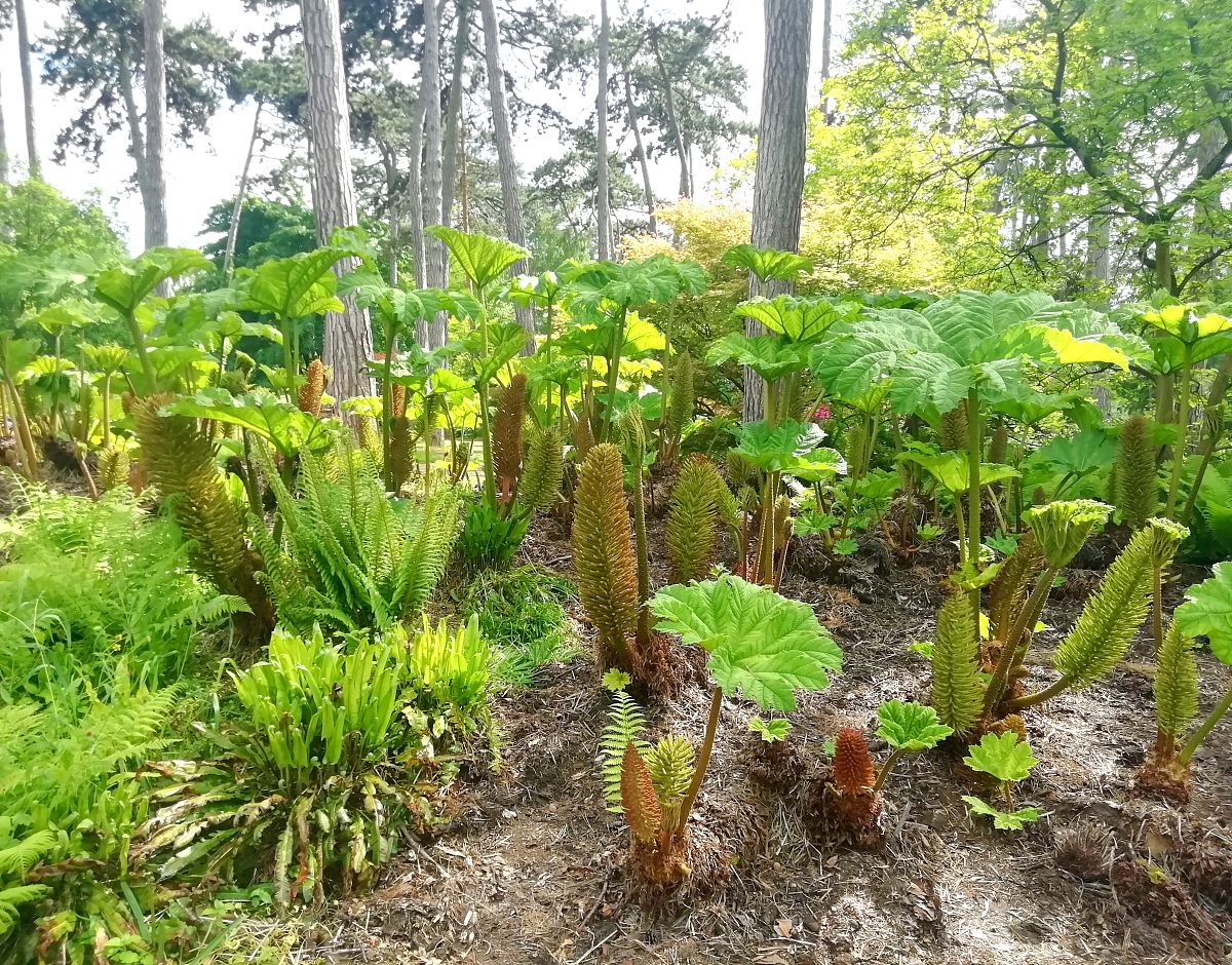 Humicola: A Genus of Fungi with Potential Applications in Biofuel and Bioremediation