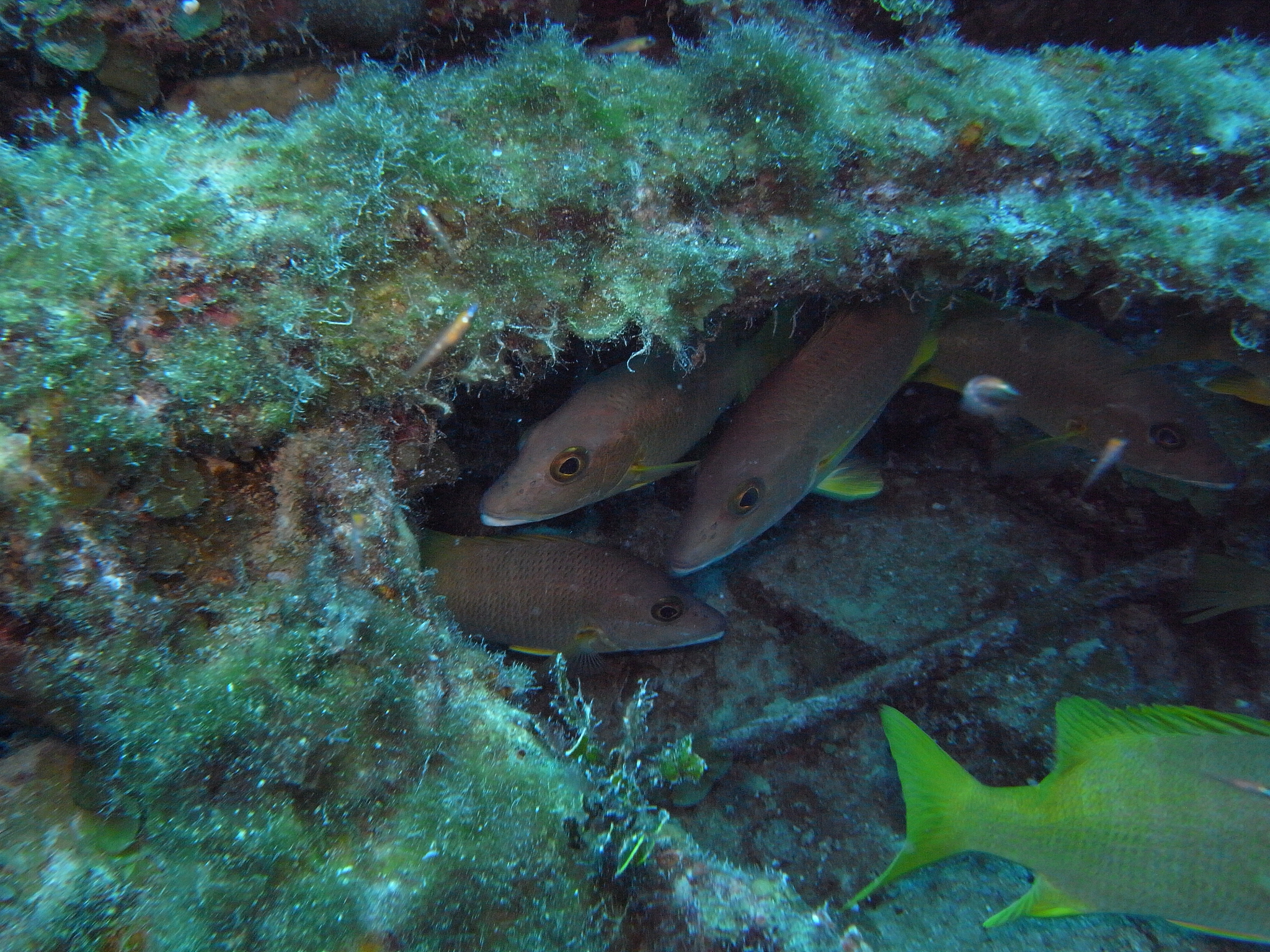 blackfin snapper