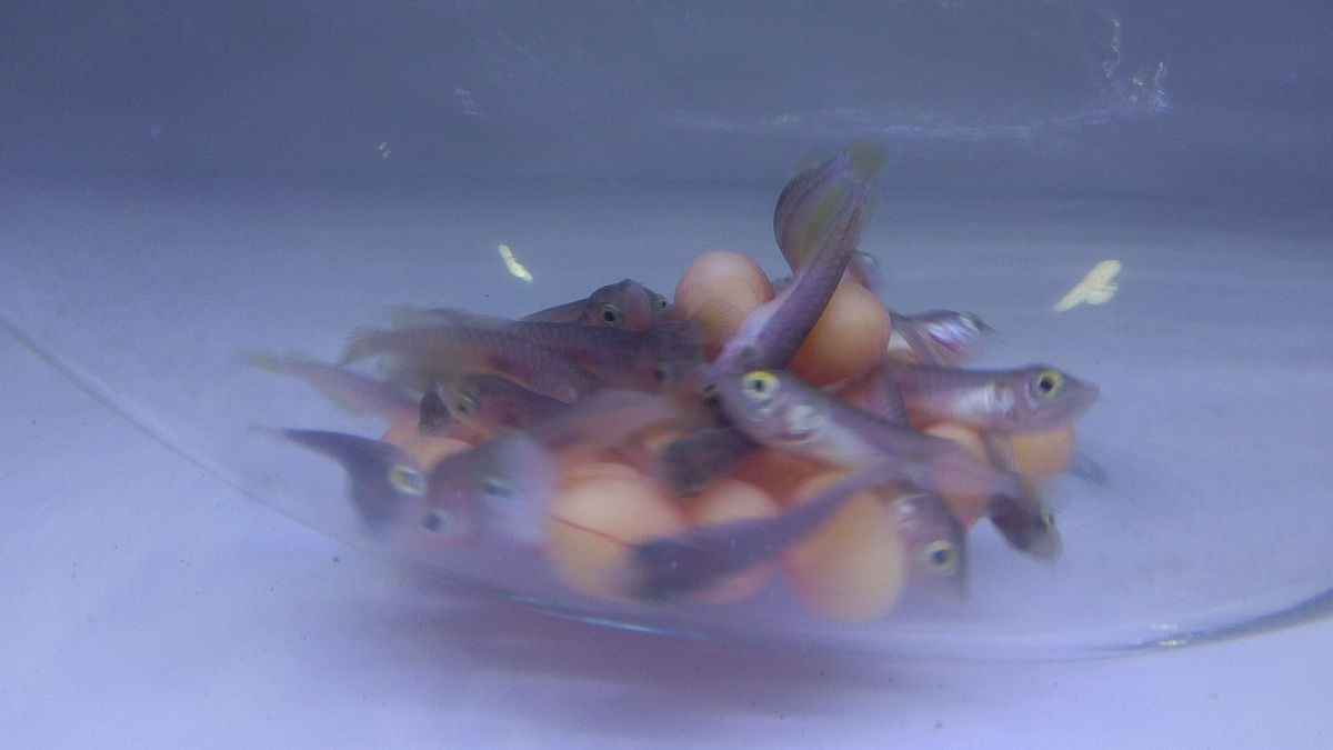 美西螈喂食指南：活体食物、小型鱼类和饲料颗粒