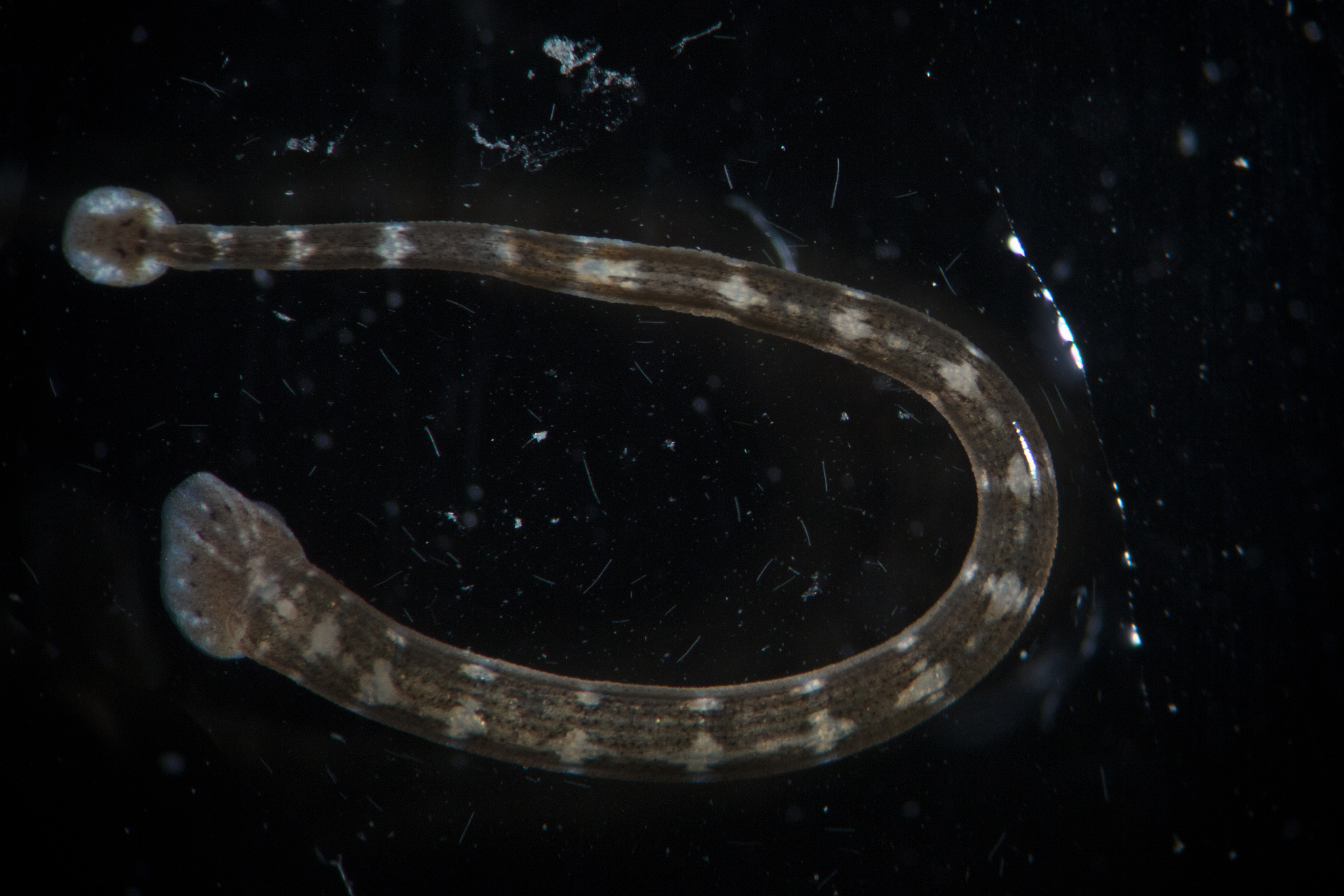 freshwater bloodsucker piscicola geometra. leech by microscope