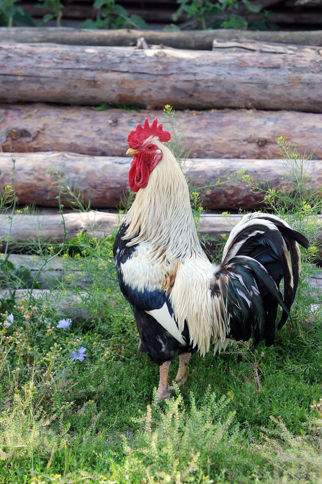 chicken family