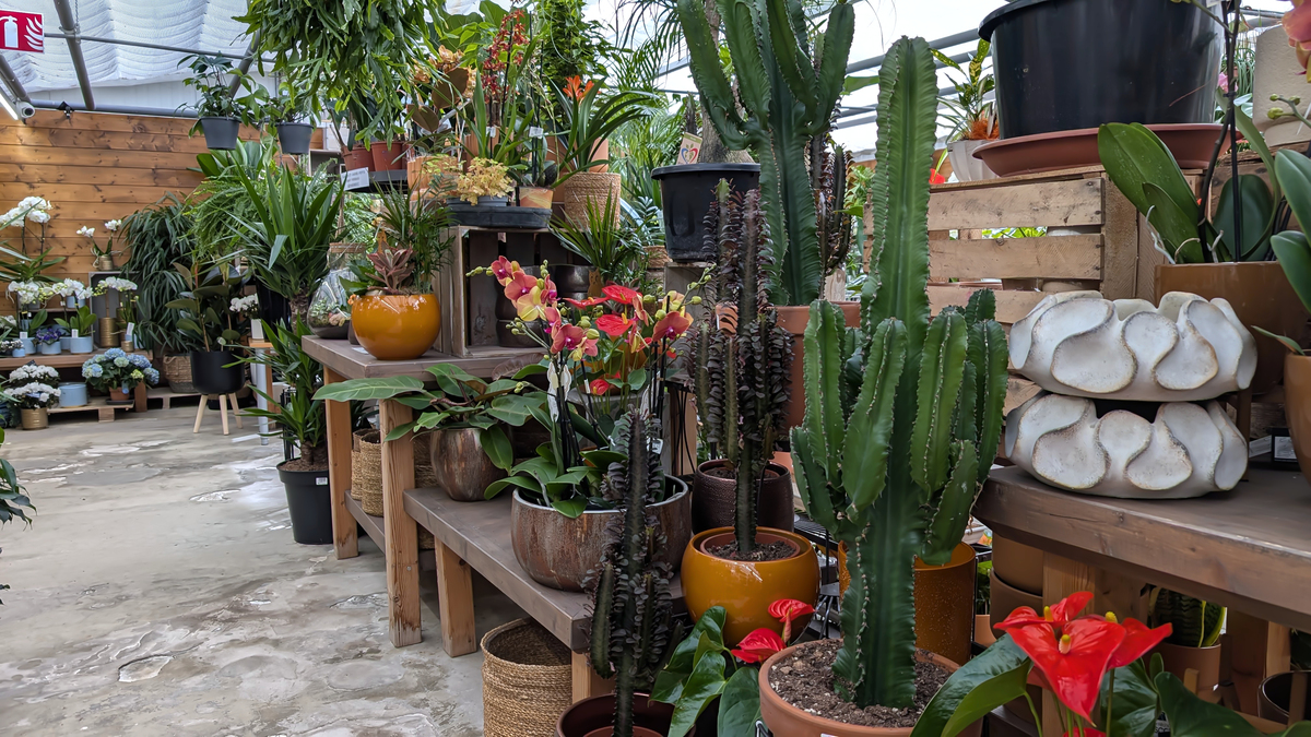 温室盆栽市场分析