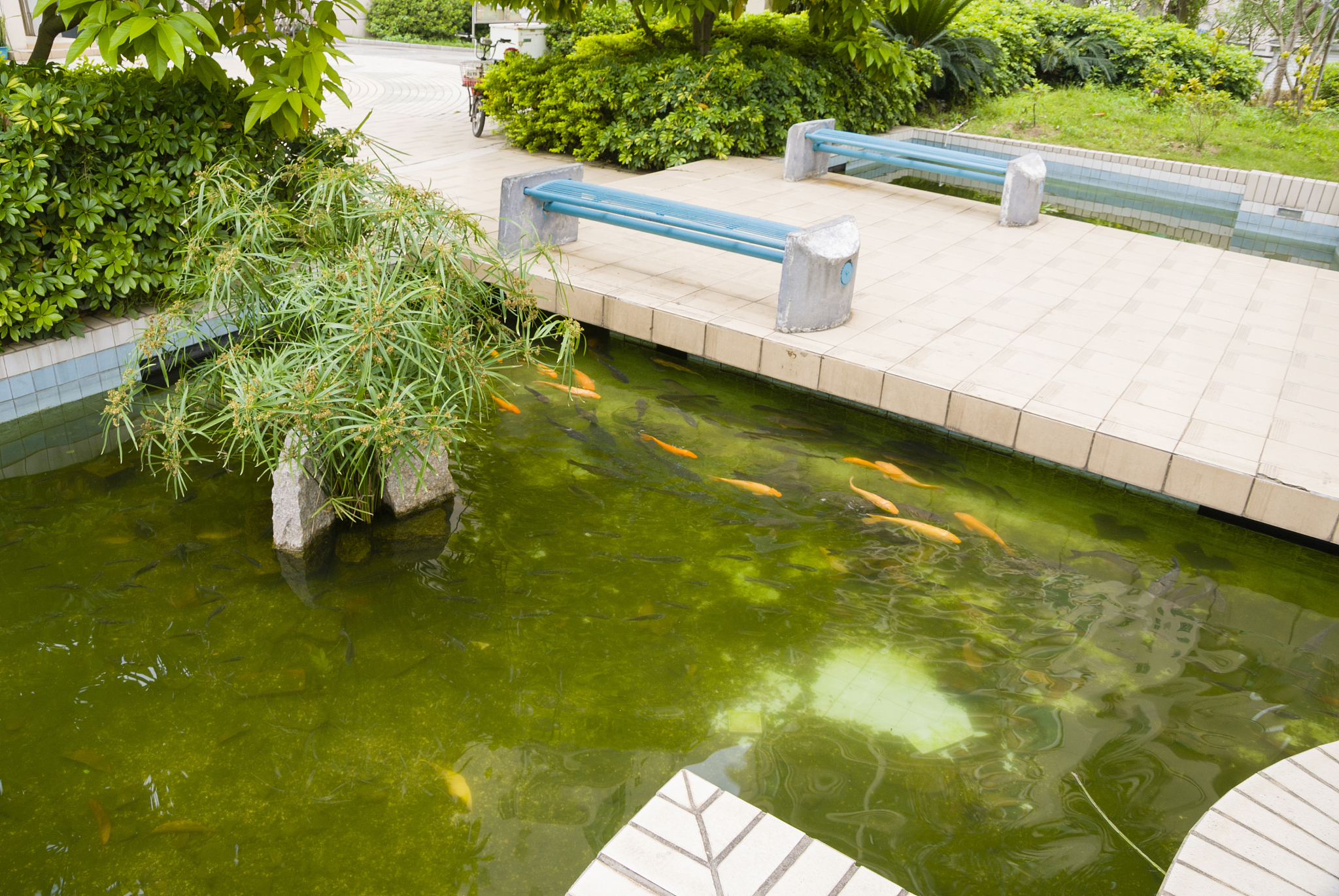 人工湿地除磷有关的动物有哪些具体的机理