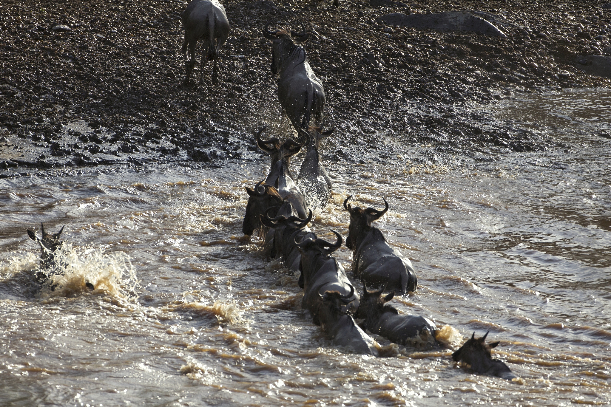 wildebeest herd crossing mara river