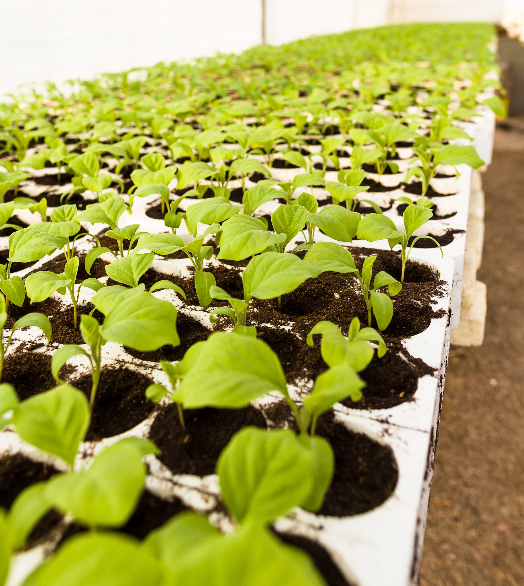 茄子种植技术指南：从土壤选择到收获管理