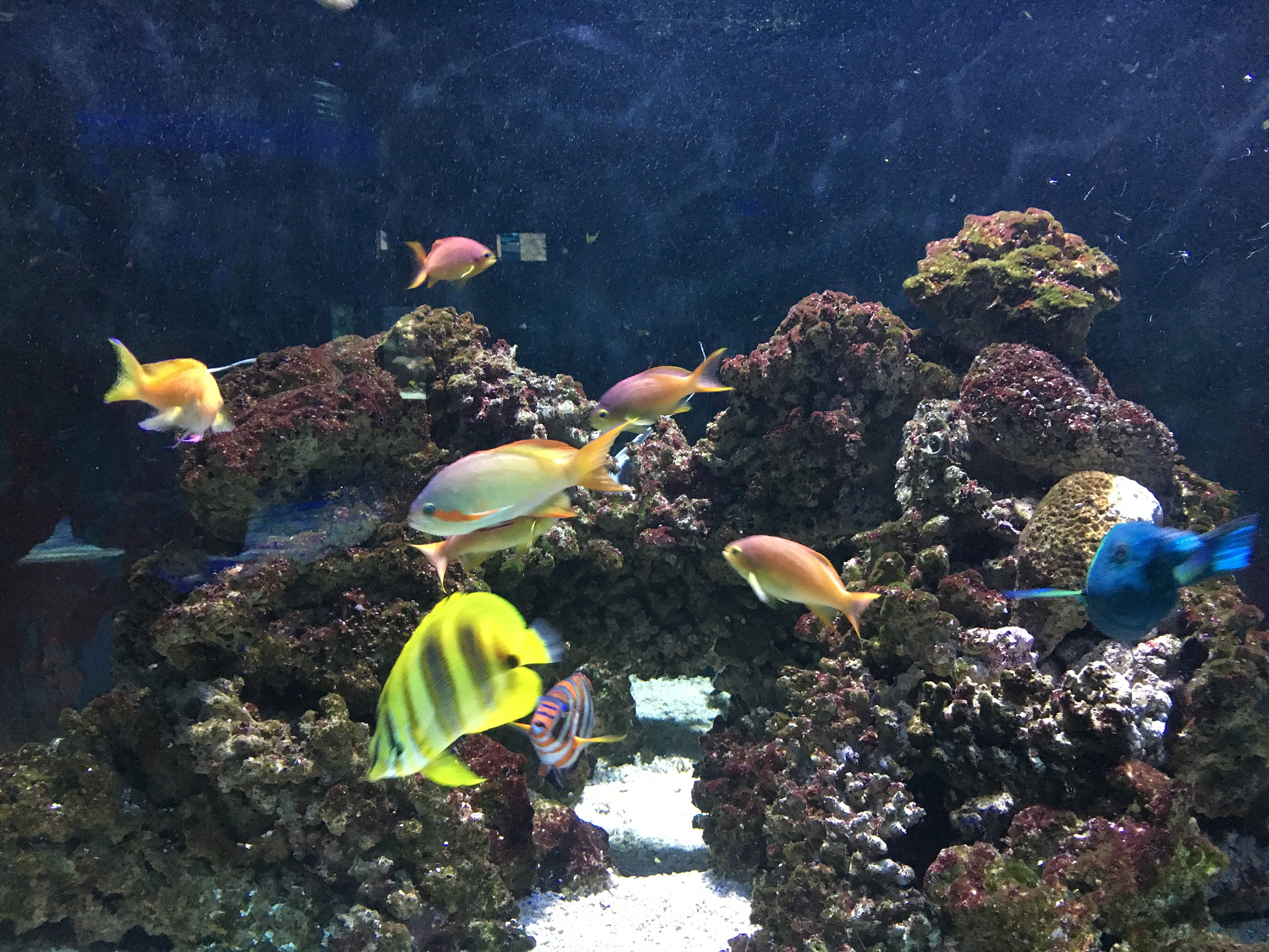 close-up of fish swimming in sea
