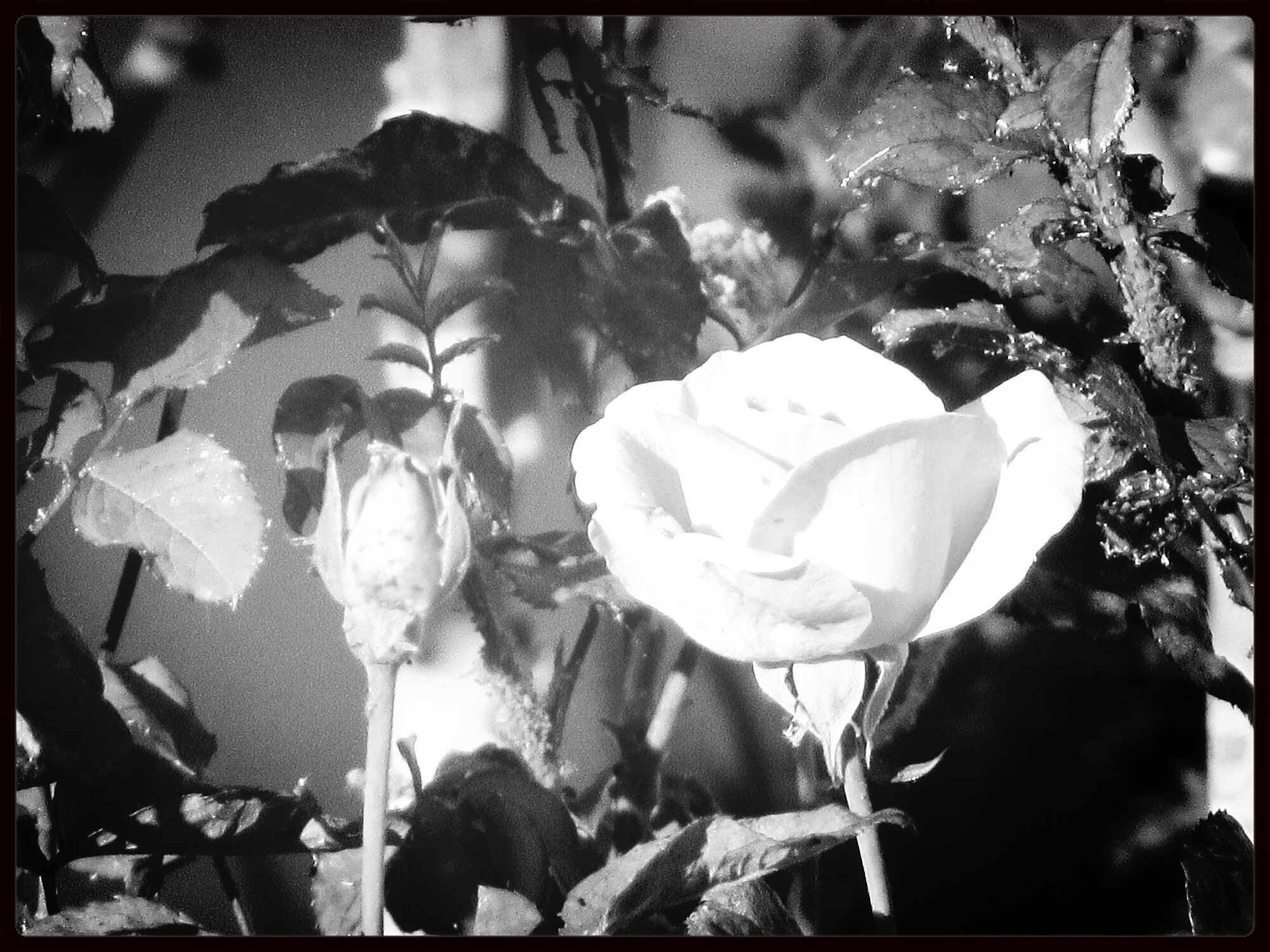 园艺技术专科课程有哪些？用发