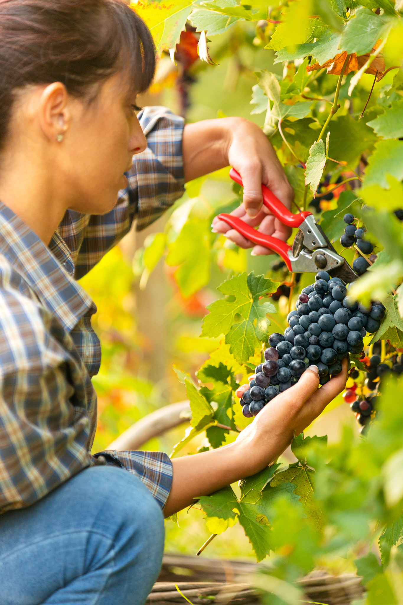 葡萄酒的做法_葡萄酒怎么做