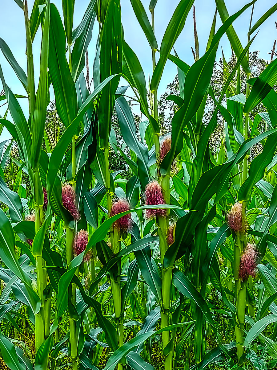 玉米田浇水：计算玉米品质平均值 - 算法题解