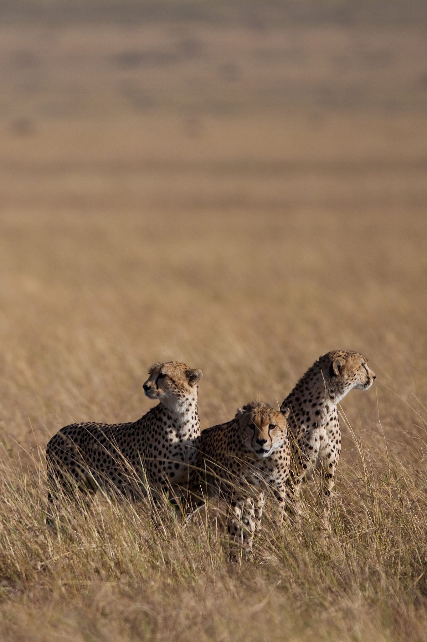 masai-mara
